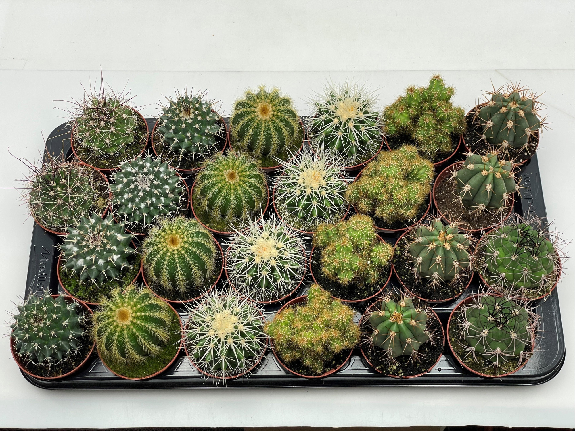 6 Bollen 8,5 cm, D 8,5