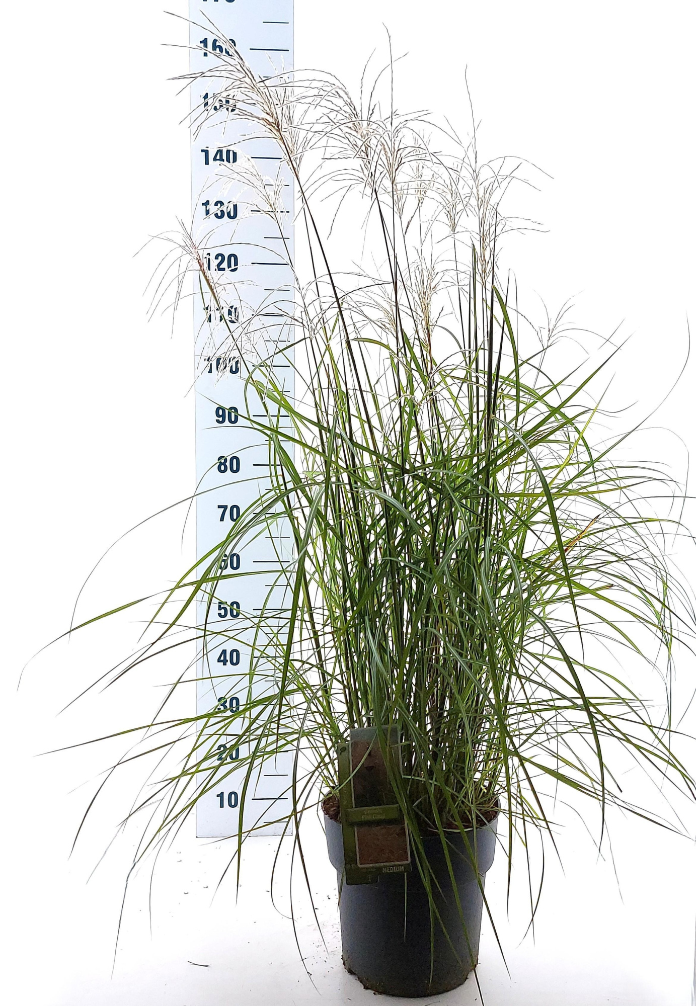 Miscanthus sin. 'Pink Cloud', D 29 cm