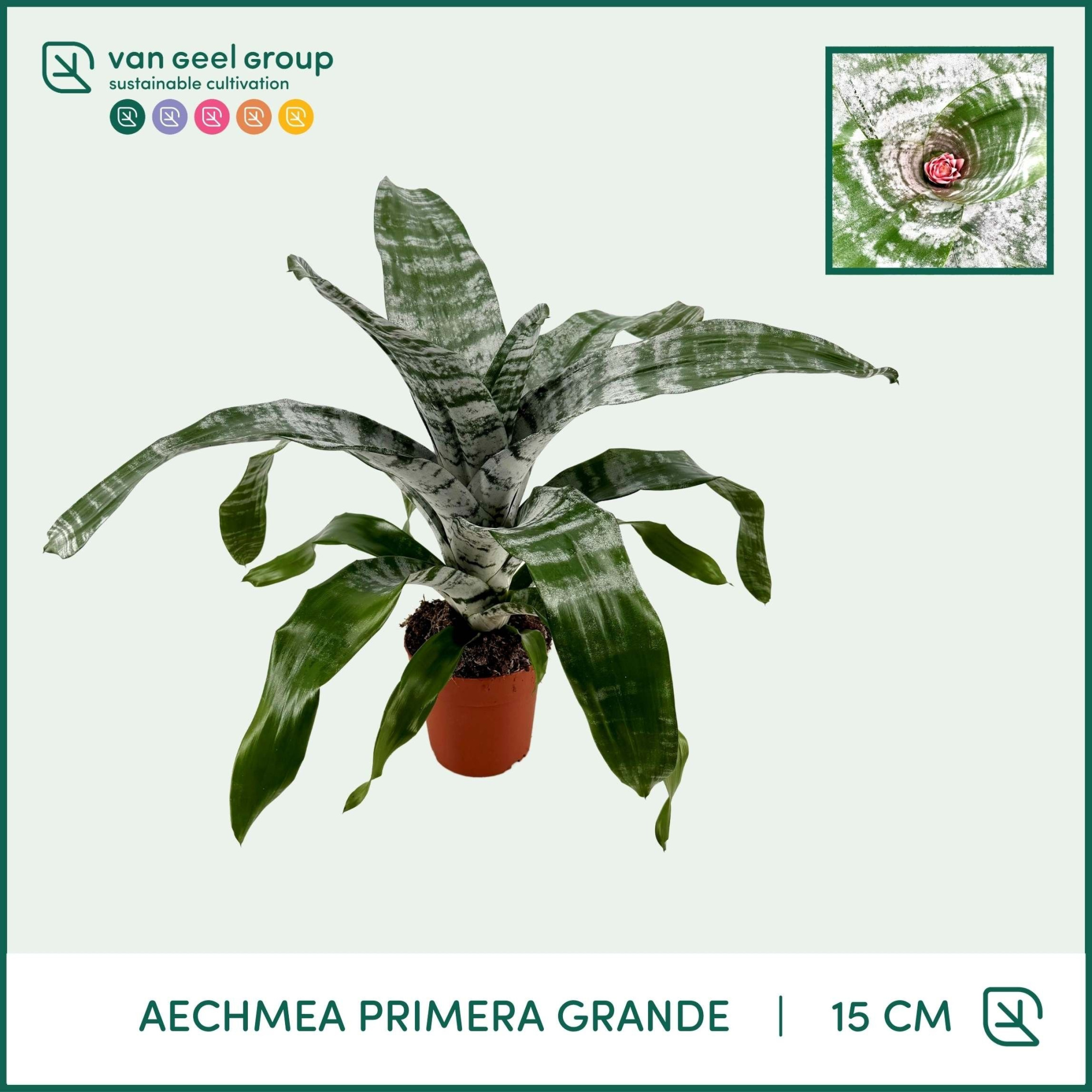 Aechmea Primera Grande ST-1, D 15 cm