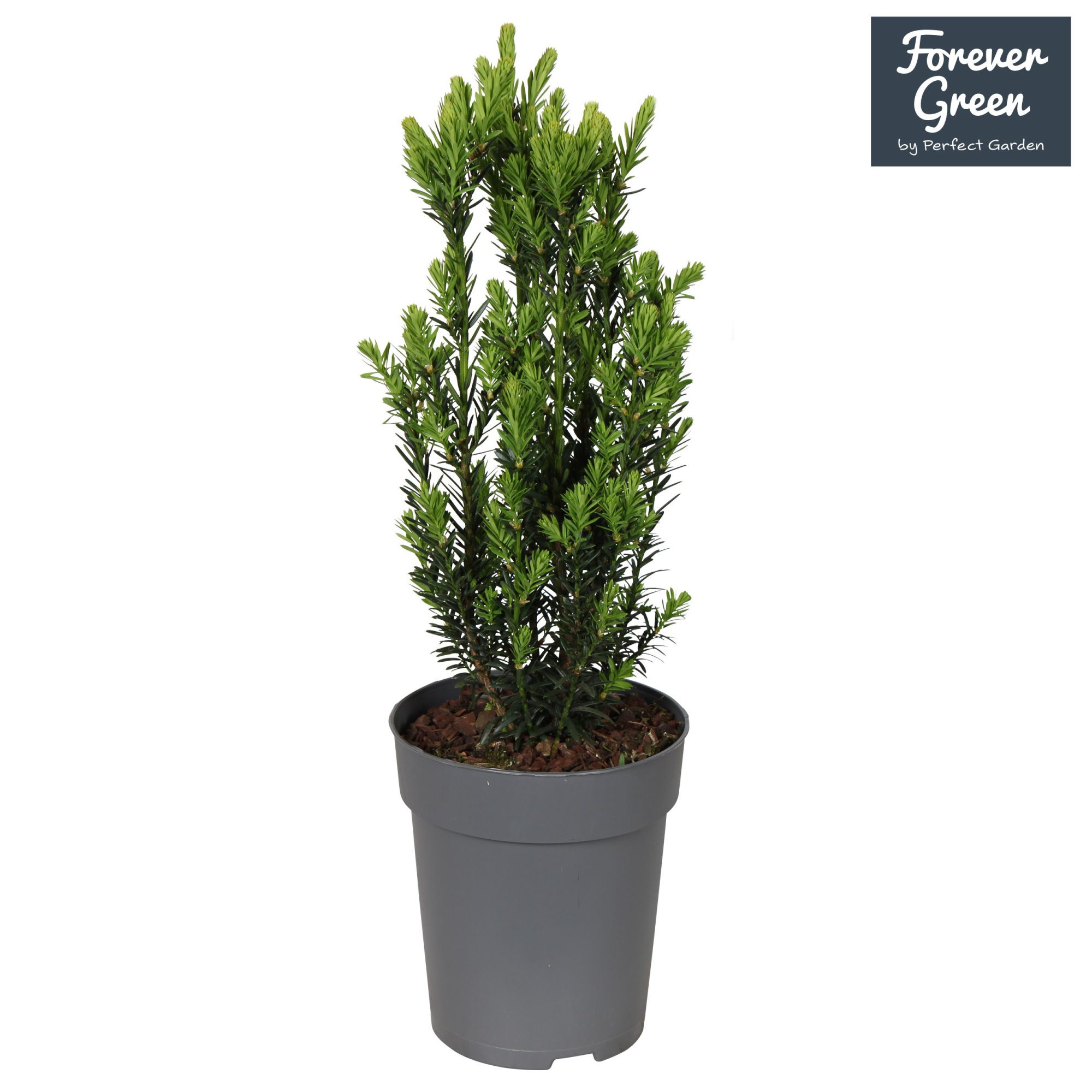 Taxus x media 'Hillii' P15, D 15 cm