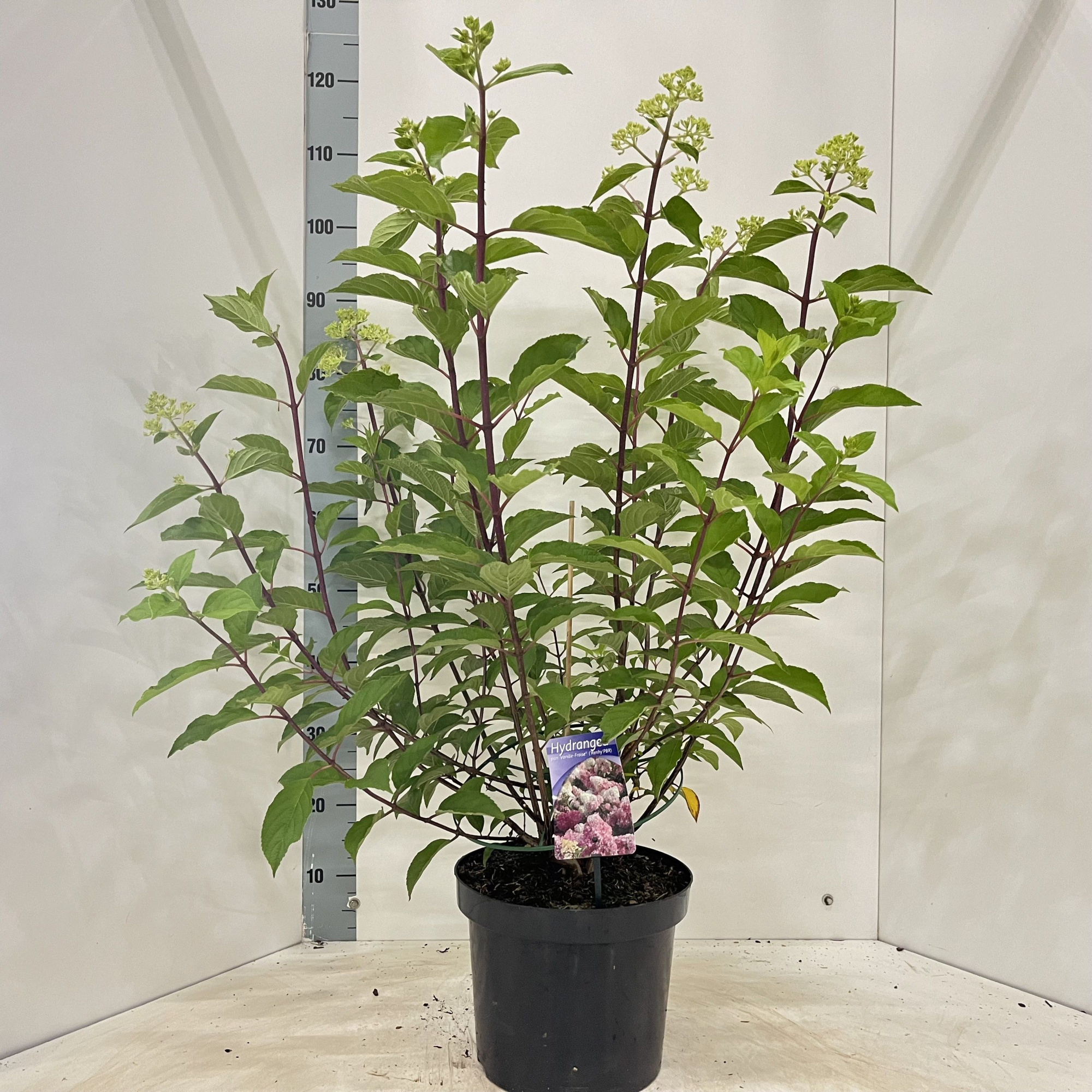 Hydrangea pan. Vanille-Fraise® ('Renhy'PBR), D 26