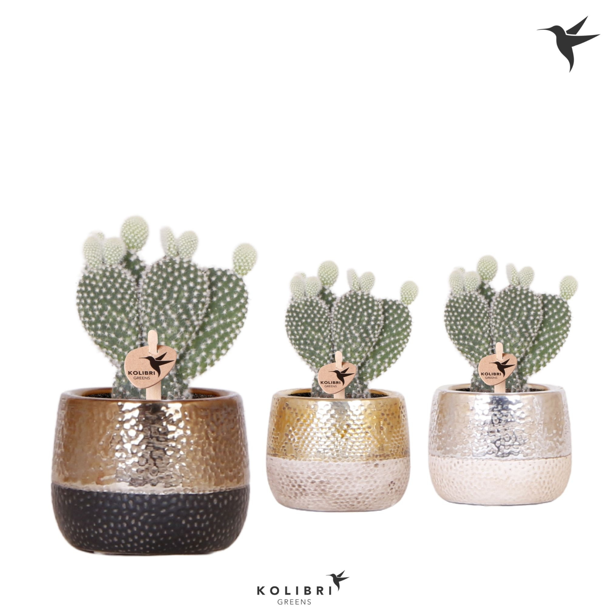 Kolibri Greens Opuntia white in Elite pot mix, D 6 cm