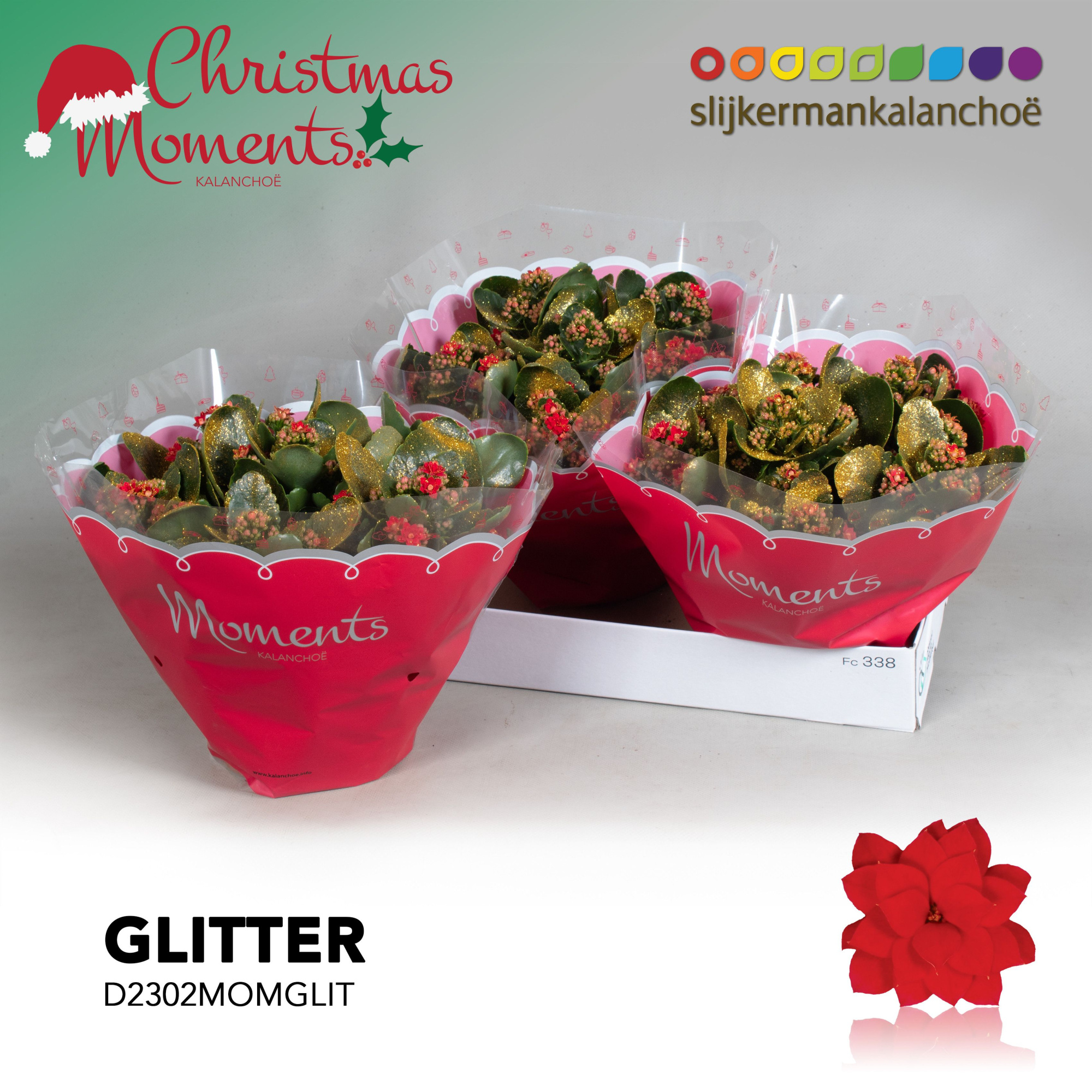 Kalanchoe Moments - Red with glitter - kerst, D 23 cm