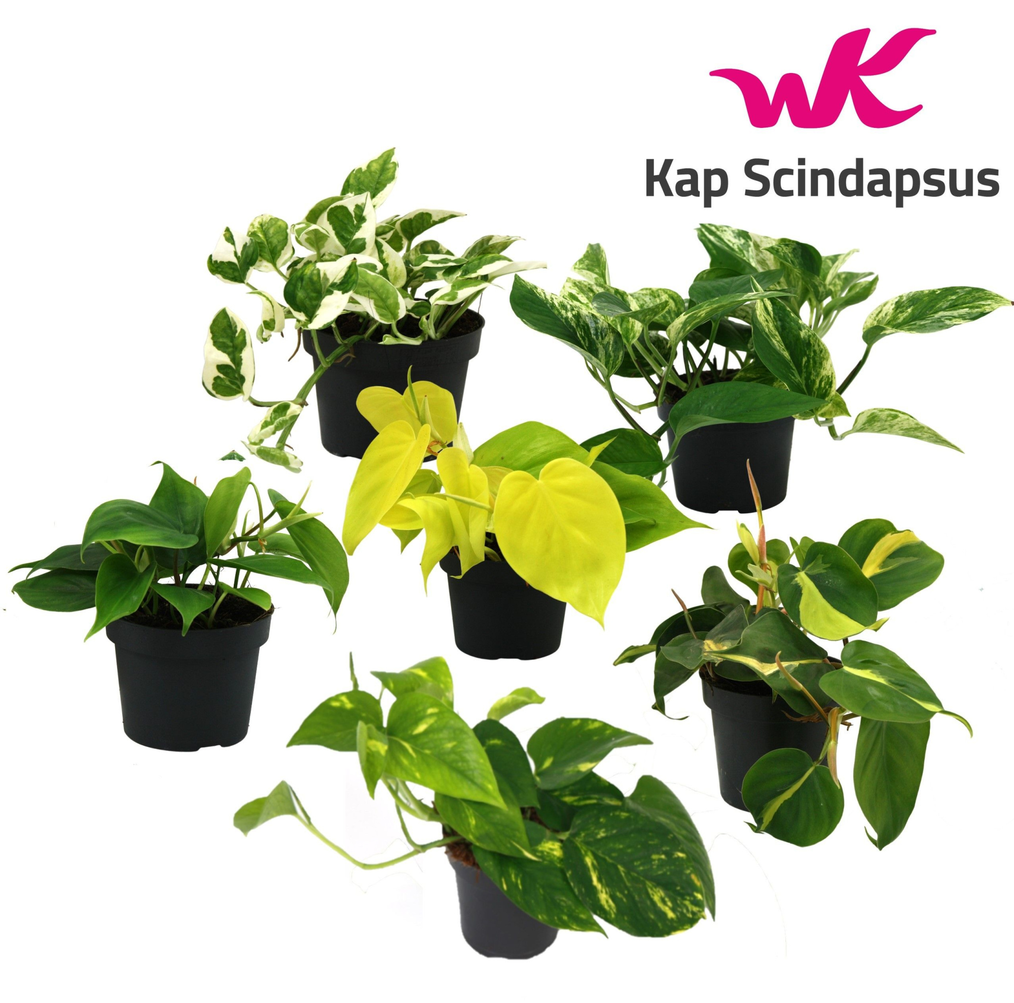 Mix Scindapsus (Epipremnum) / Philodendron gemengd, D 12 cm