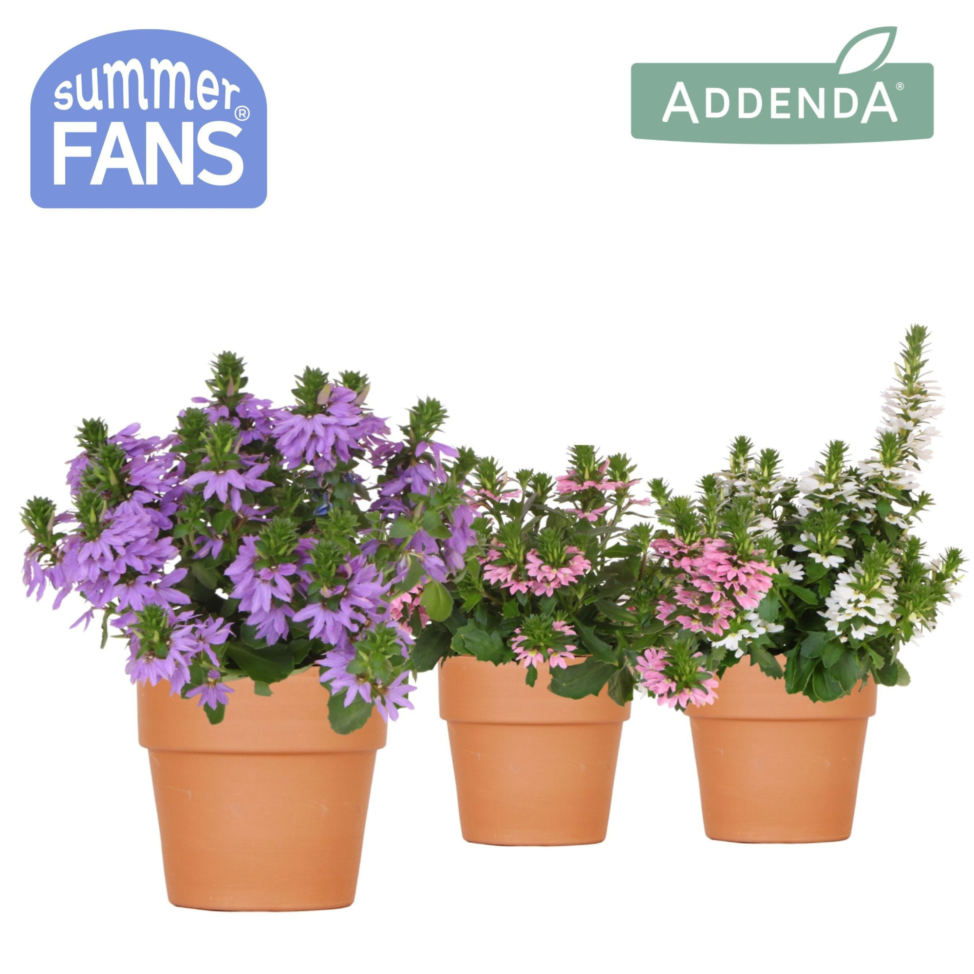 Scaevola mix in Terracotta pot, D 12