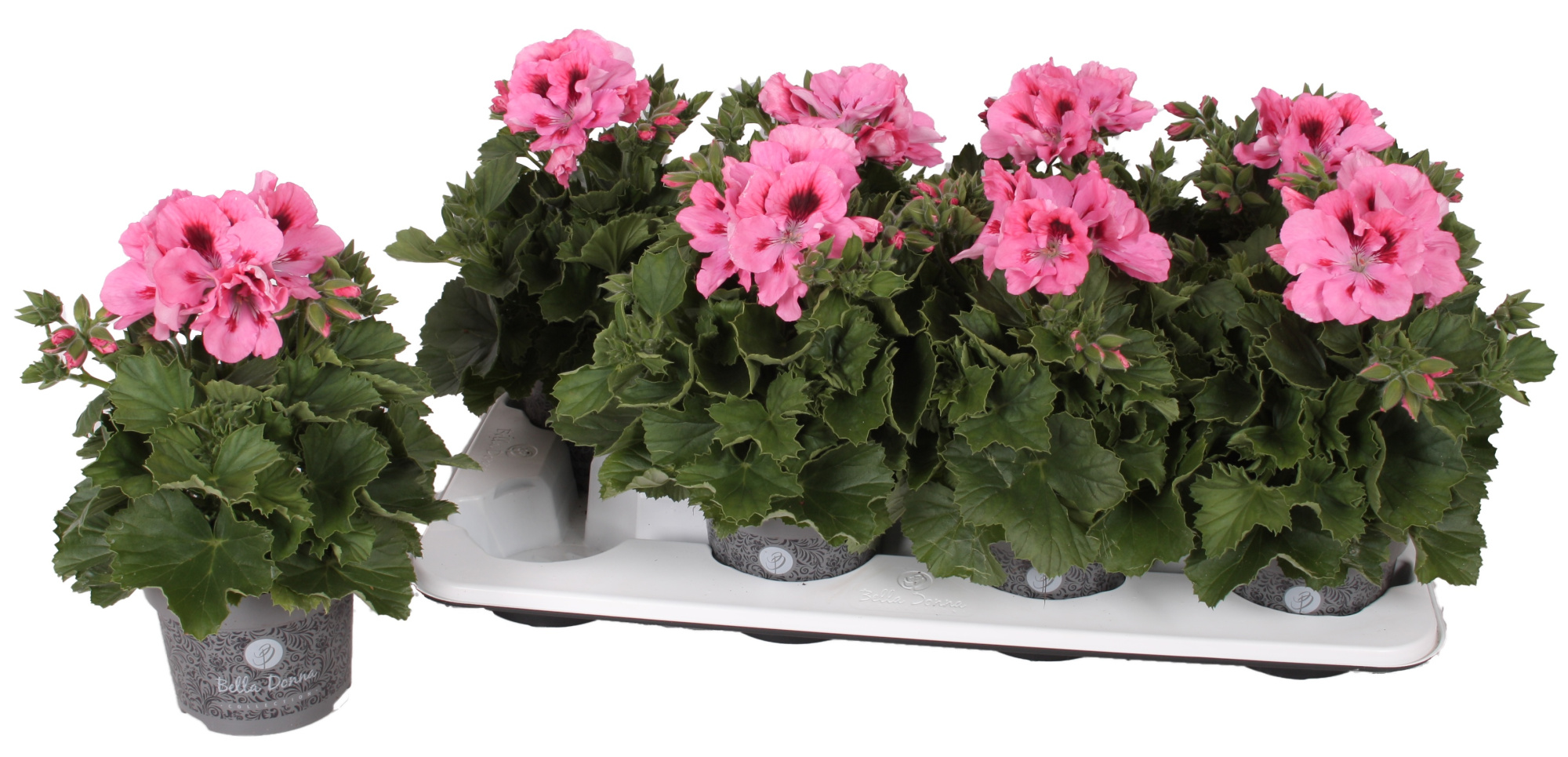 Pelg. Don Pepe 12cm, D 12