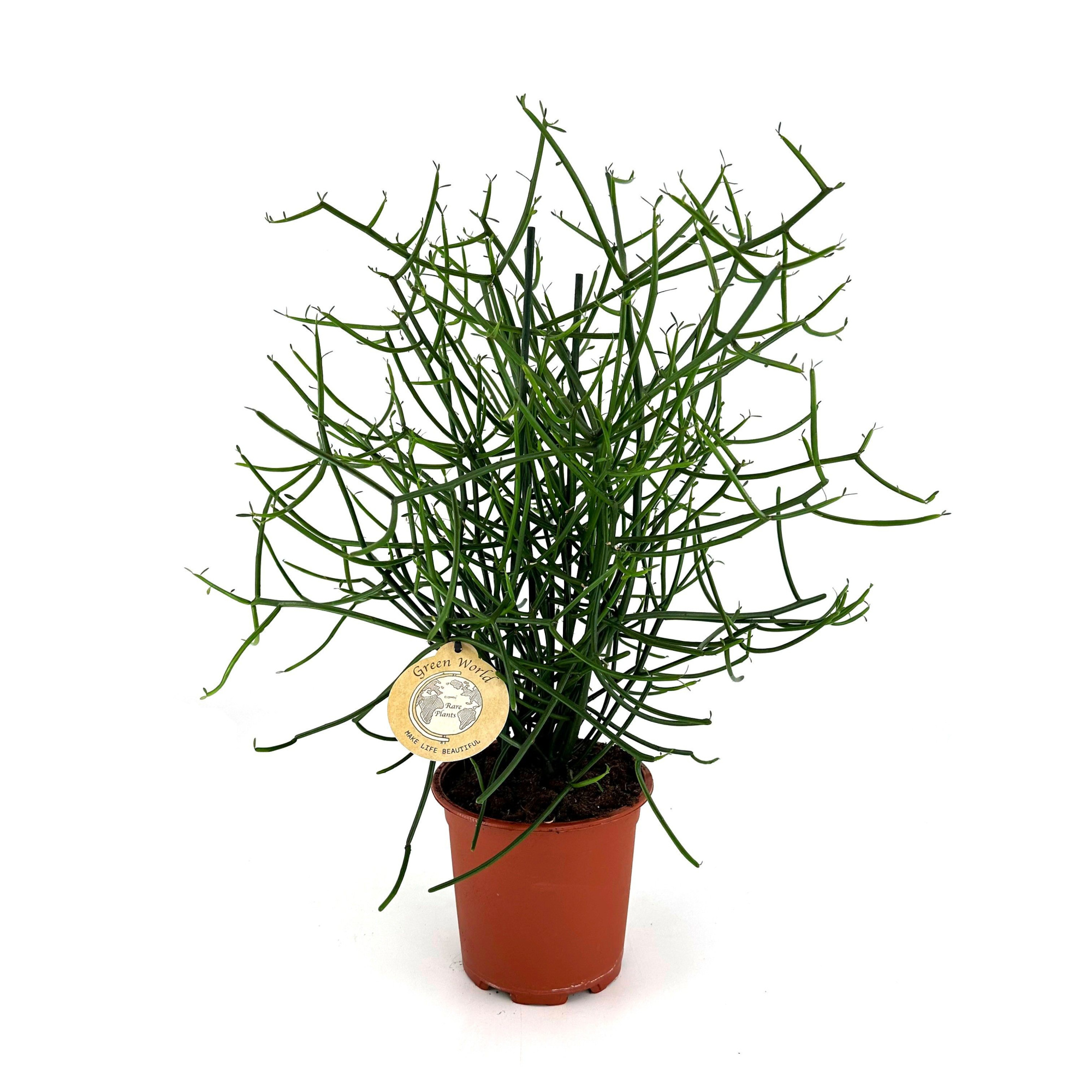 Euphorbia Tirucalli - 19cm, D 19 cm