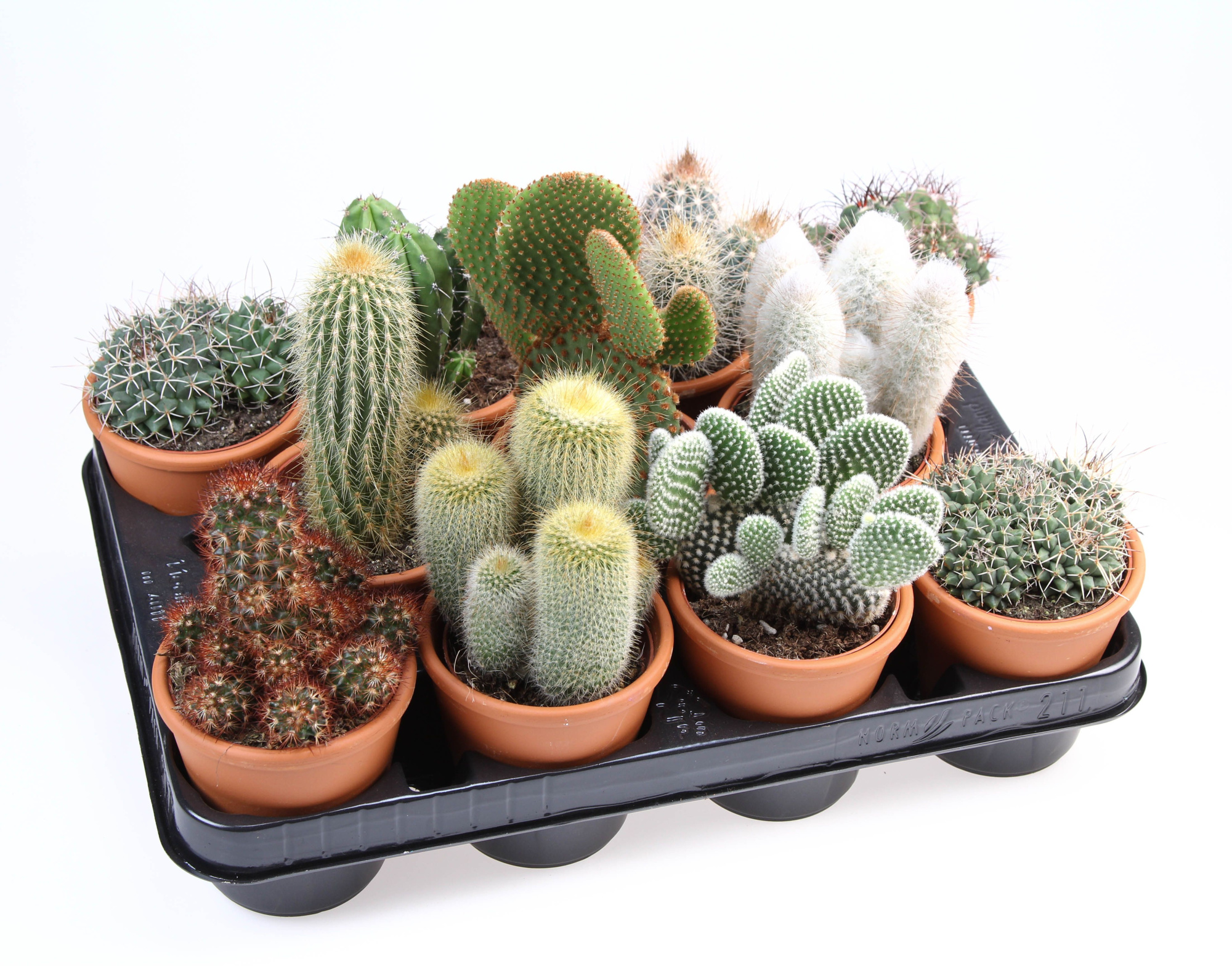 Cactus rozenpot, D 10 cm