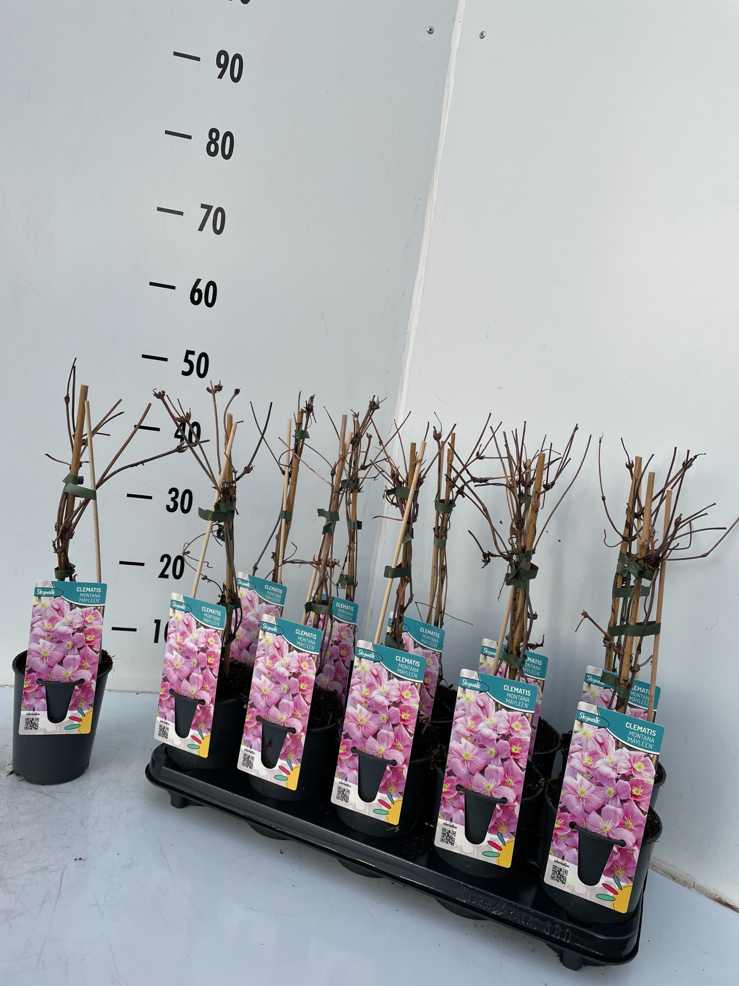 Clematis montana Mayleen, D 12
