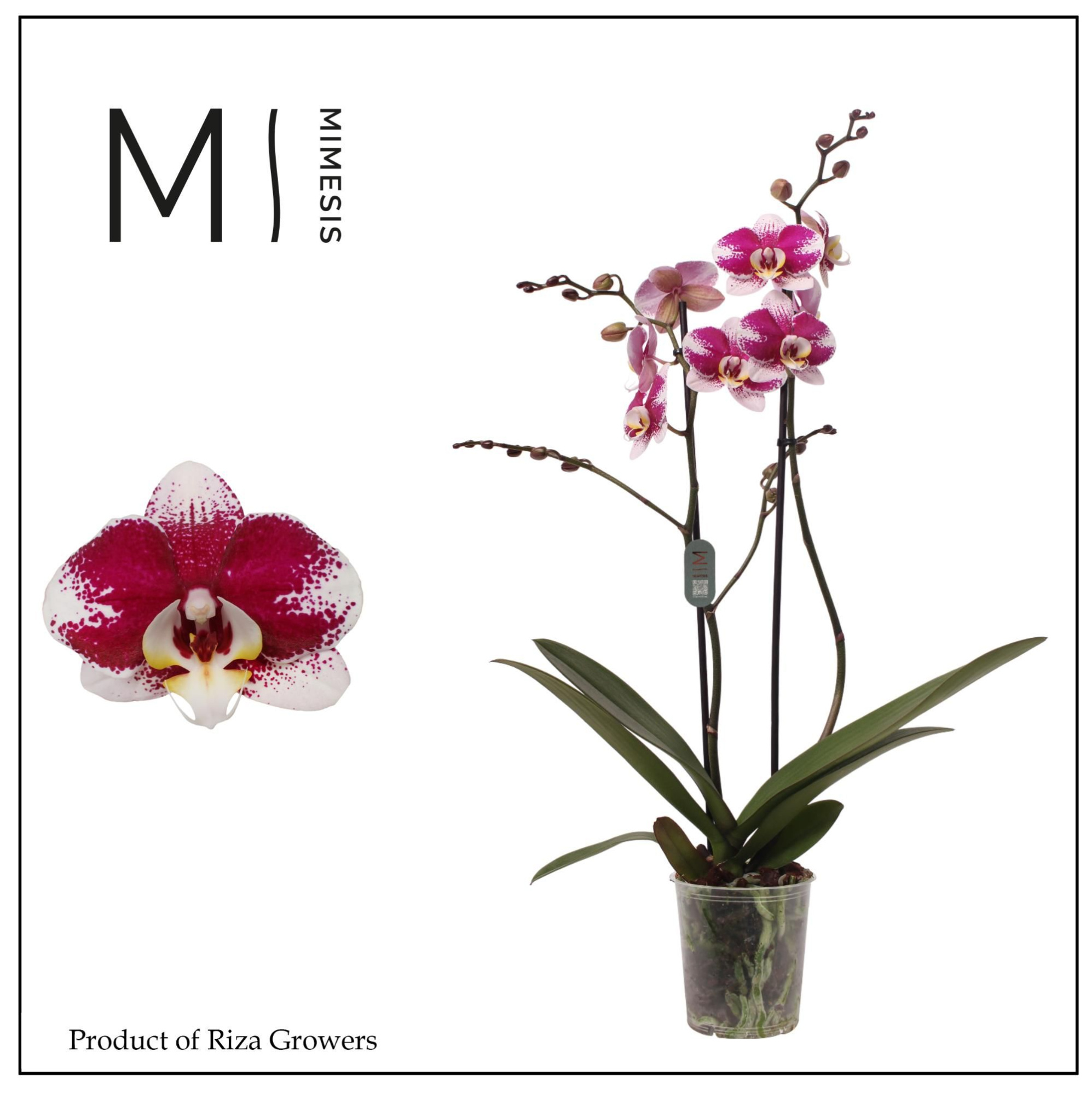 Phalaenopsis Barcelona 2 spike - 12cm | Mimesis, D 12 cm