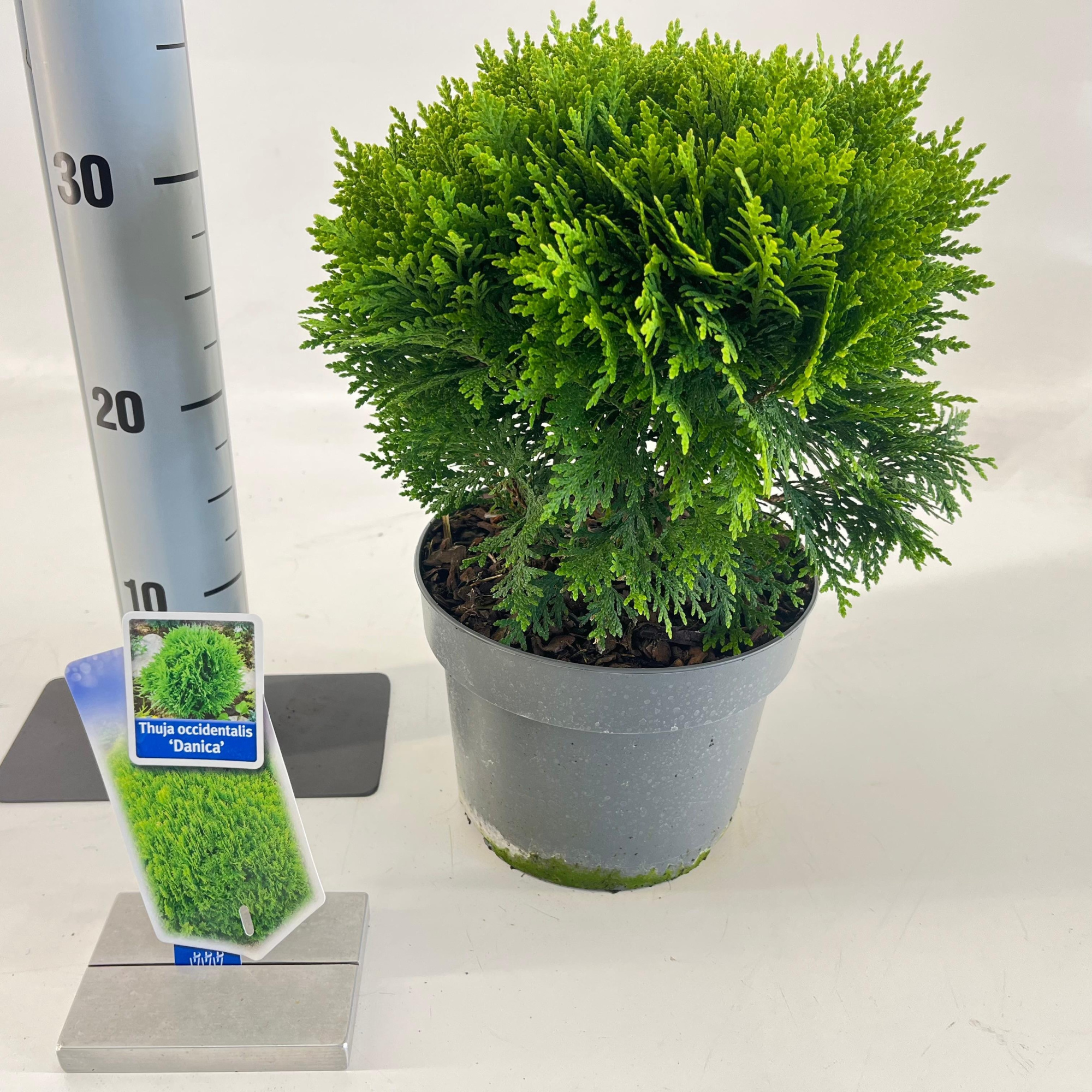 Thuja occ. 'Danica’, D 19