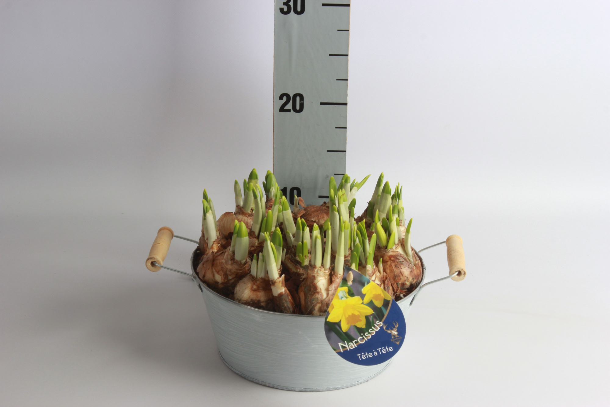Narcis in zinken bak 24cm met houten oren, D 24 cm