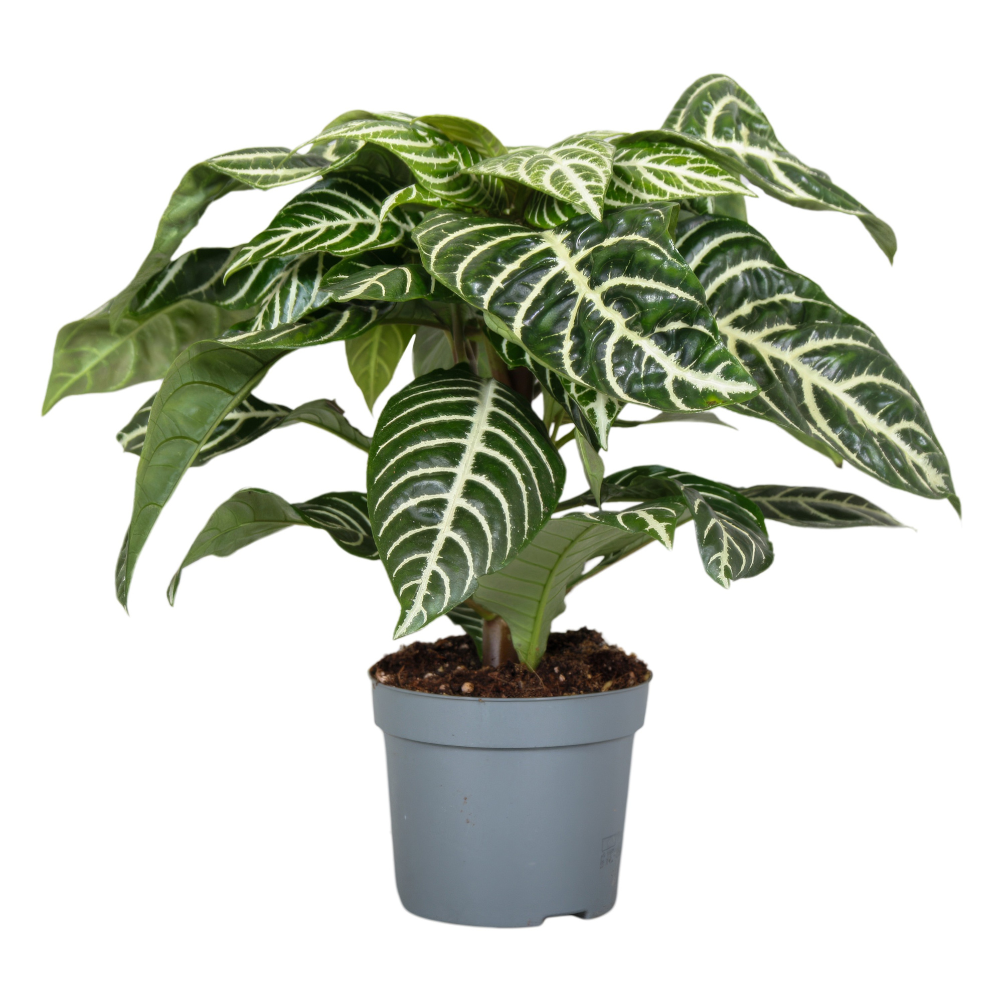 Botanica Aphelandra Green, D 13 cm
