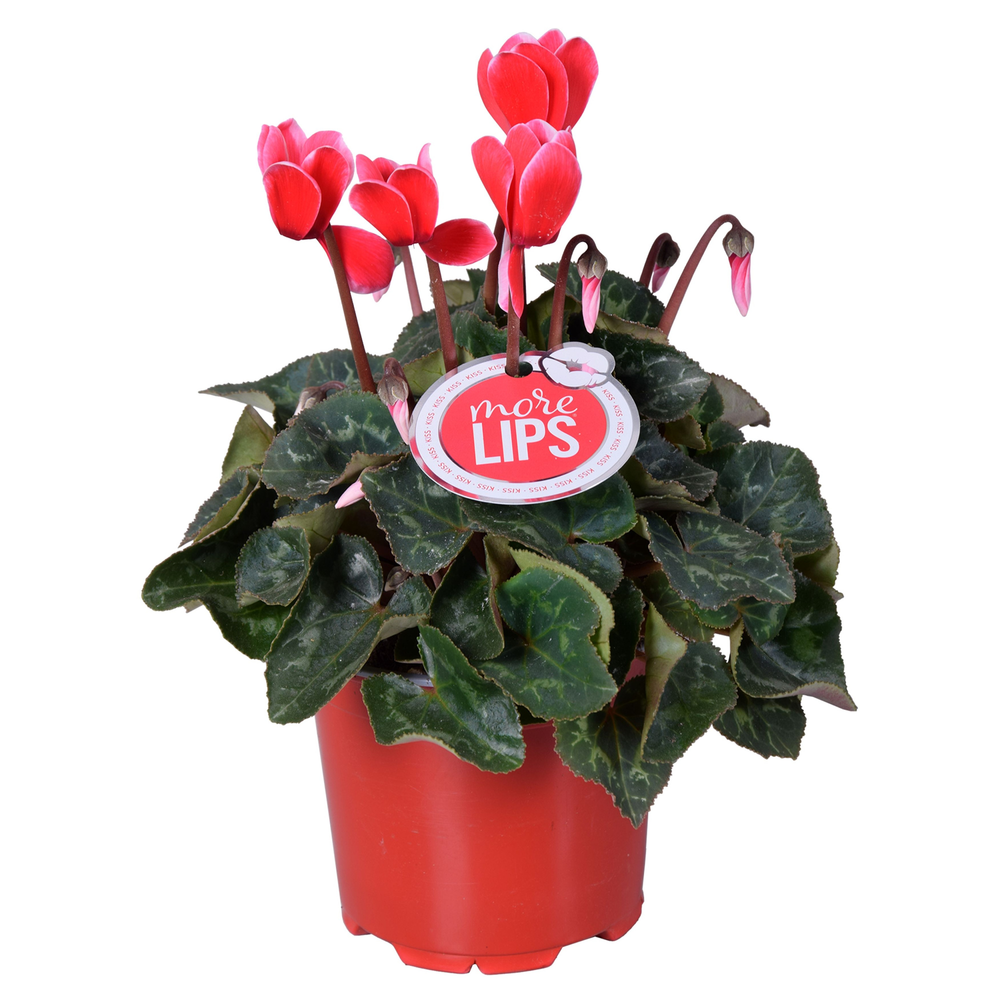 MoreLIPS® Cyclamen Fuji red, D 12 cm