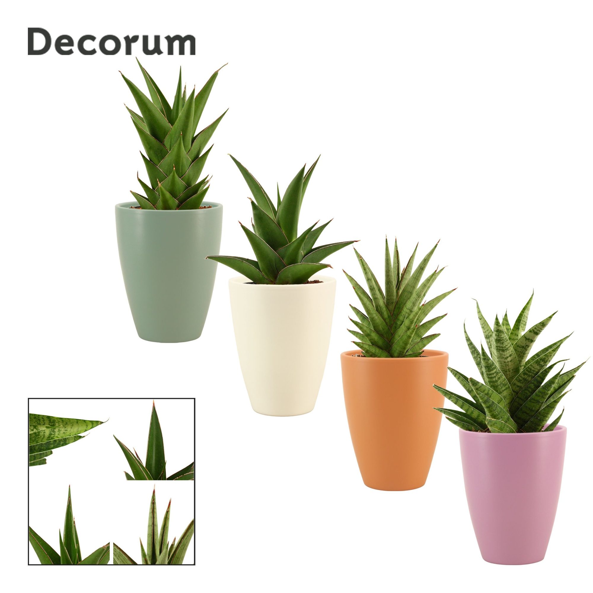 Sansevieria Crown Mix 12 cm in Carly (Craft world-collection), D 12
