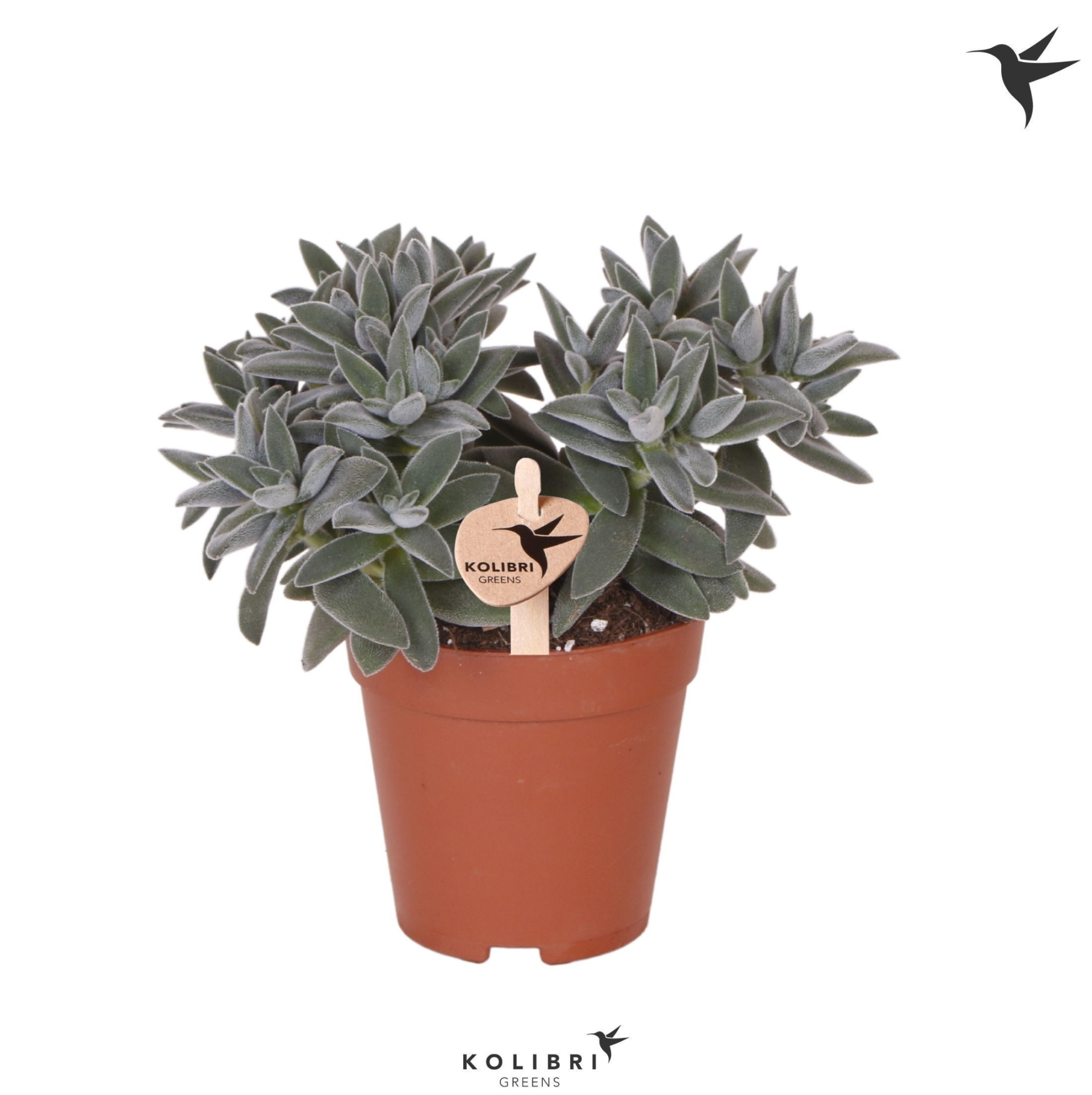 Kolibri Greens Succulenten Crassula Tarantula, D 9 cm