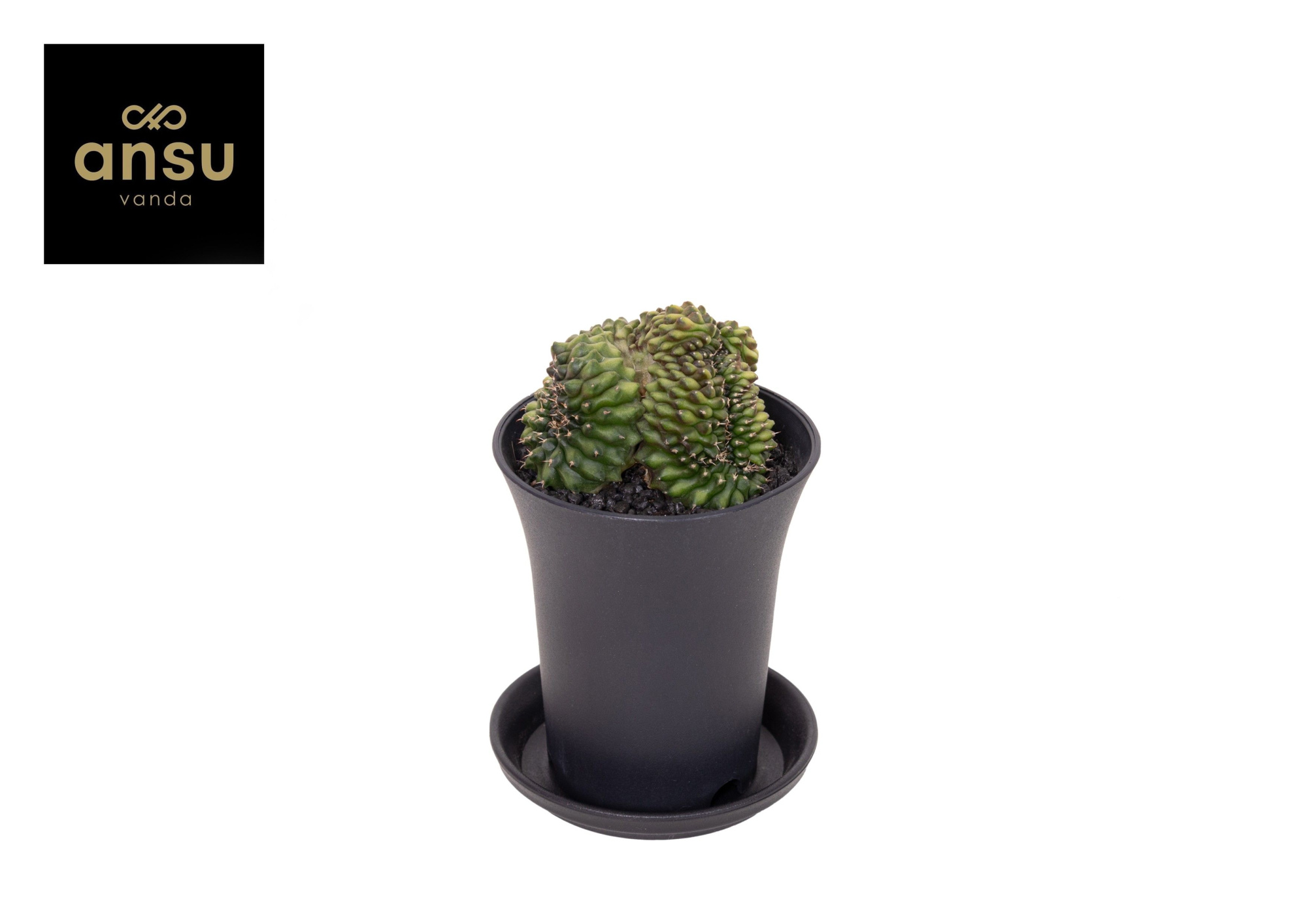 Gymno Spineless 'Crested' P7,5, D 7,5 cm