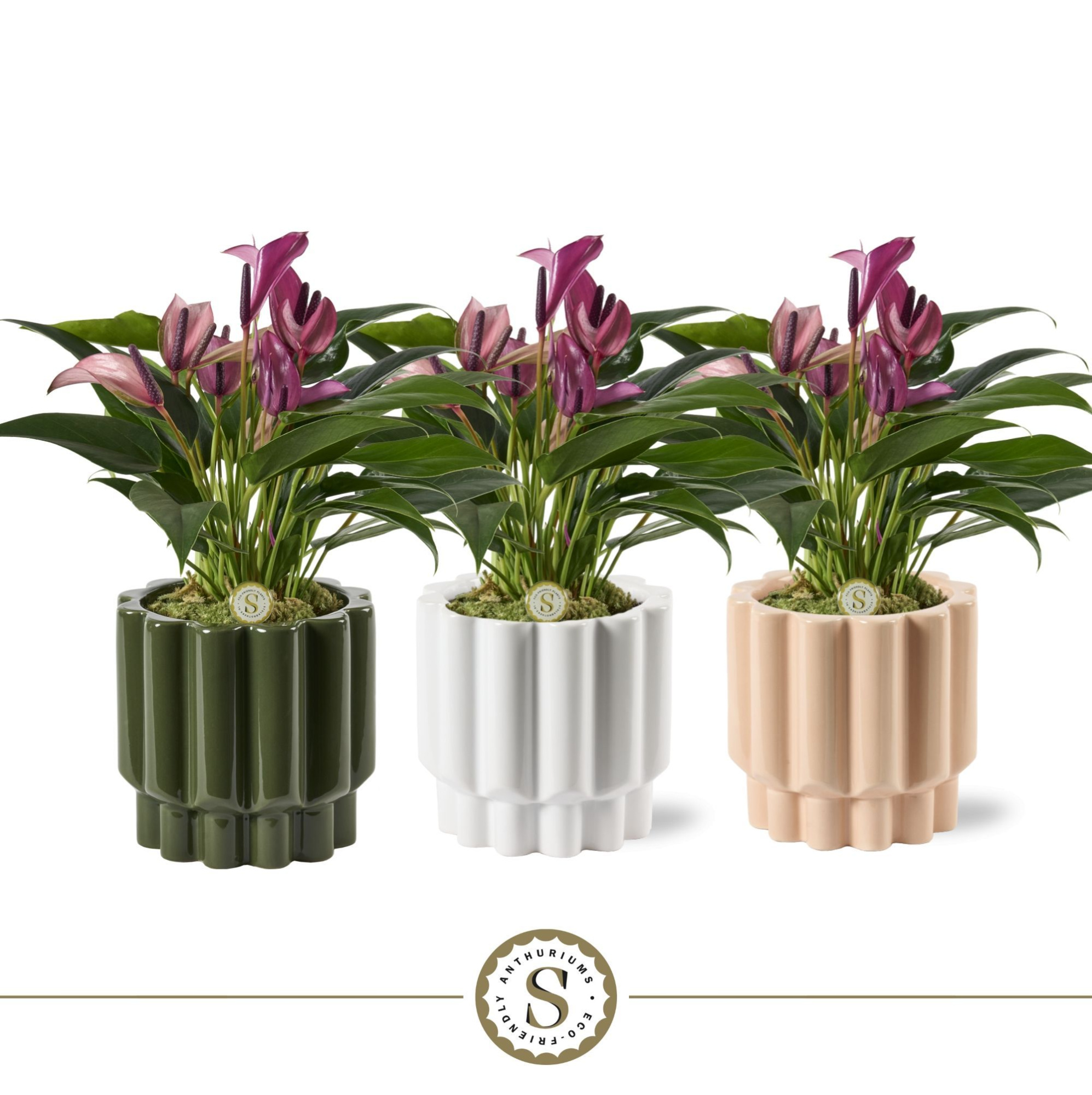 Monza Keramiek Zizou, D 12 cm