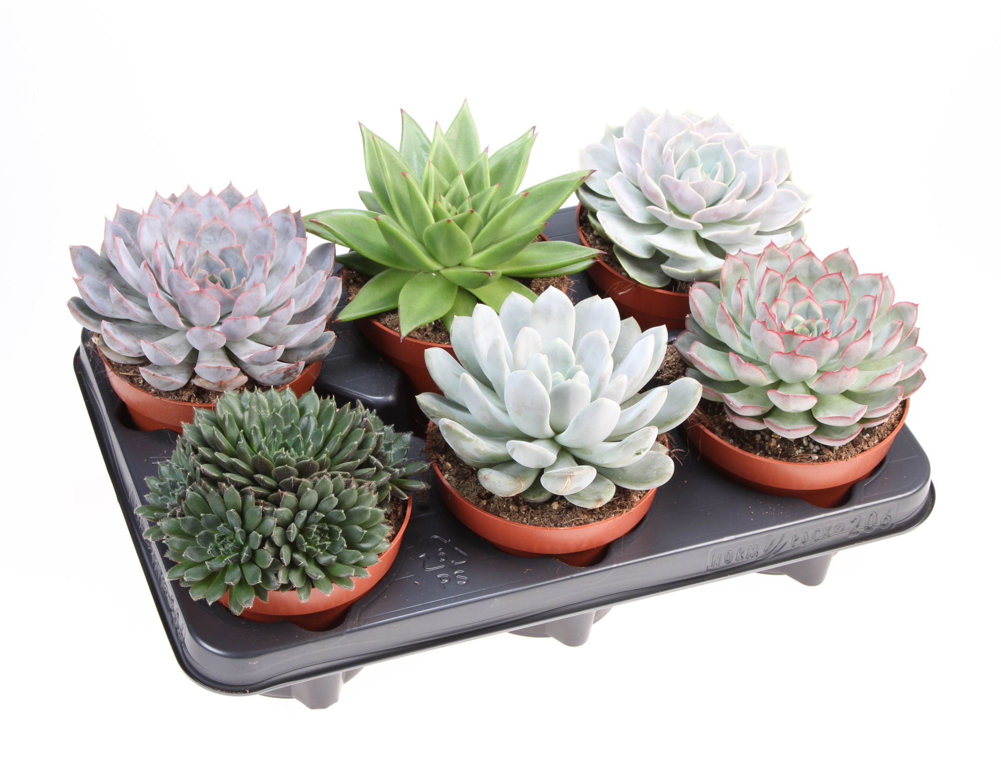 Echeveria mix, D 12 cm