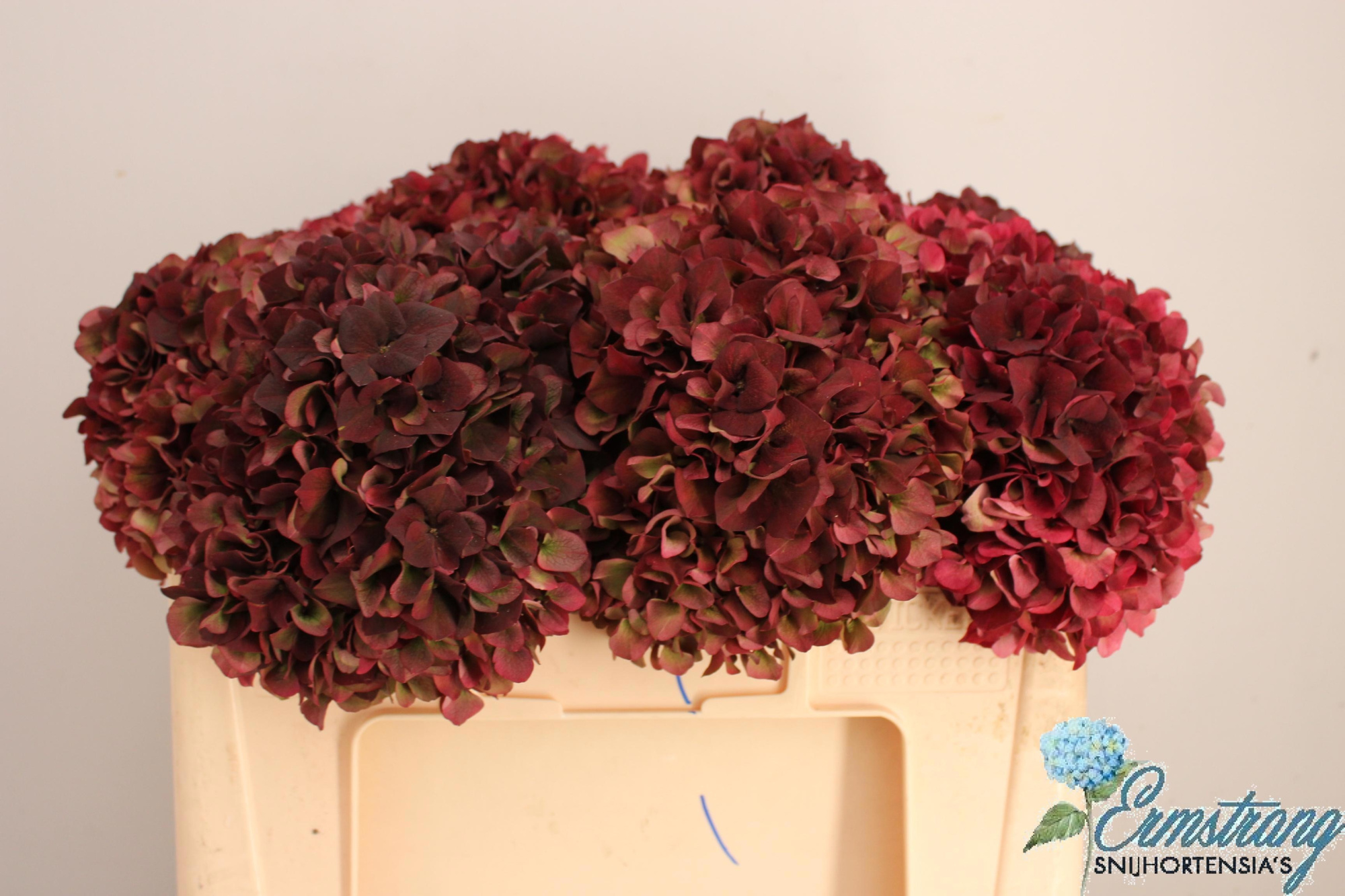 Гортензия Мэджикал Руби Рэд Классик 50, шт.