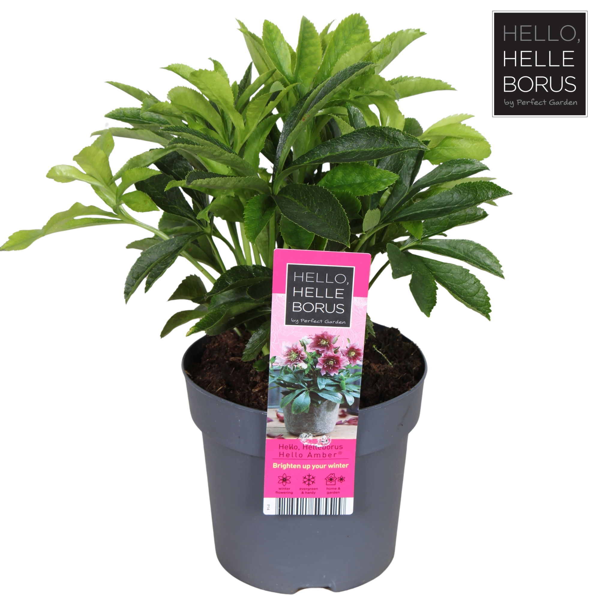 Helleborus orientalis 'Hello Amber'® P14, D 14