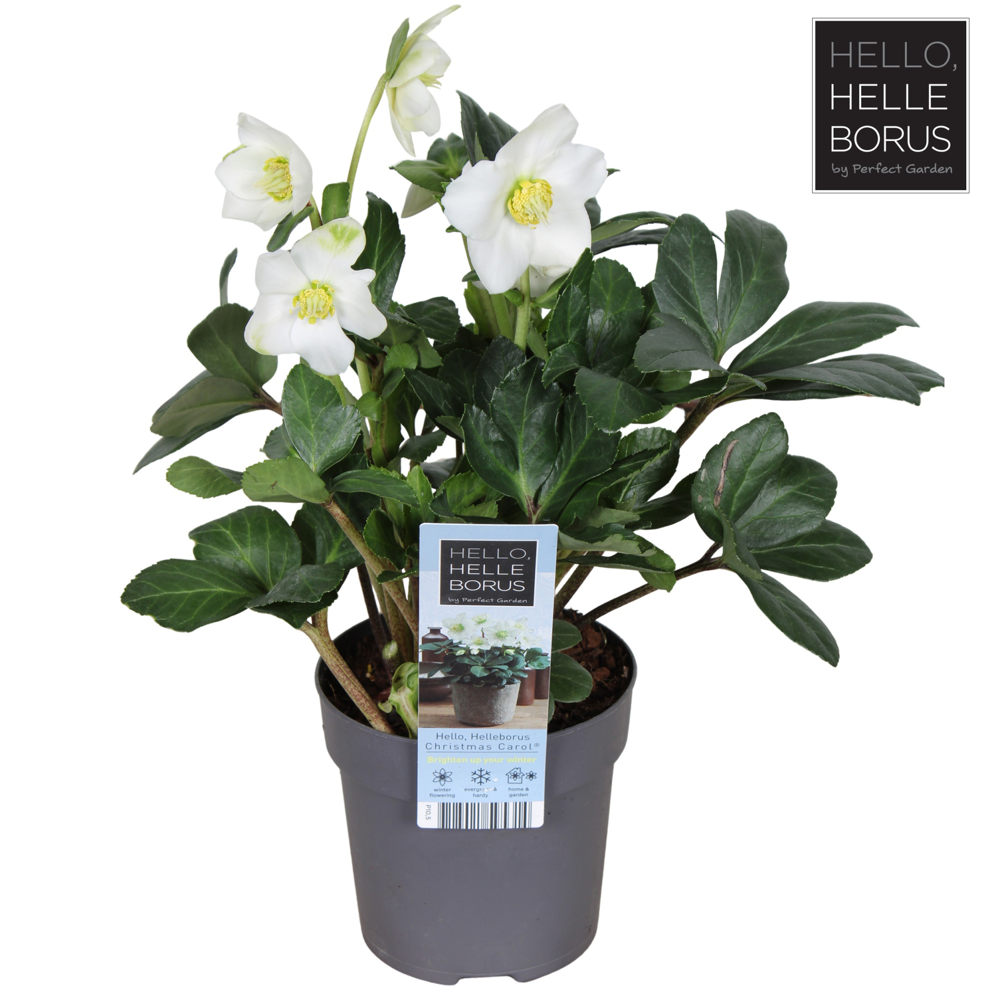 Helleborus niger 'Christmas Carol' P10,5 (XL), D 10,5 cm