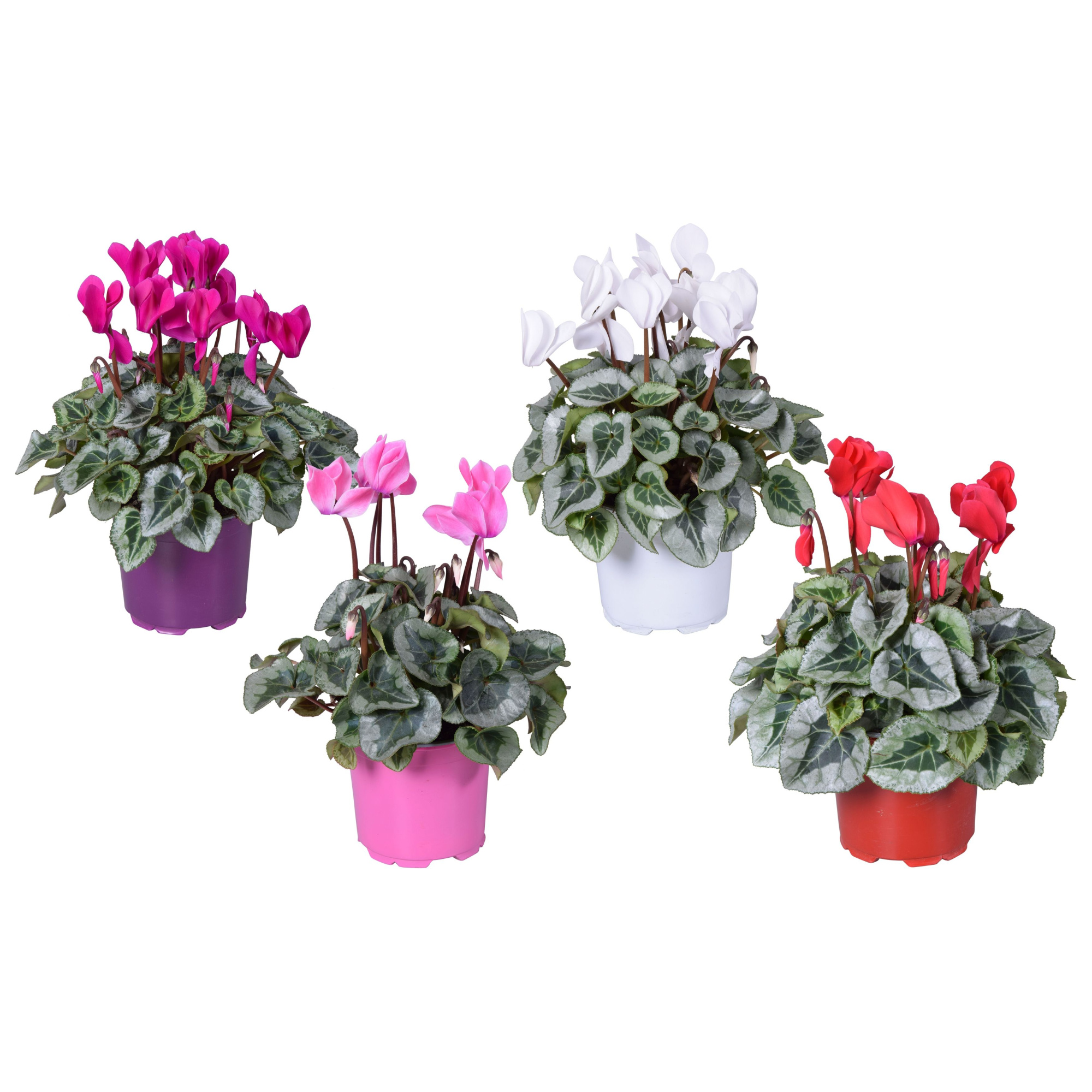 Cyclamen Super Serie Rembrandt gemengd, D 12 cm