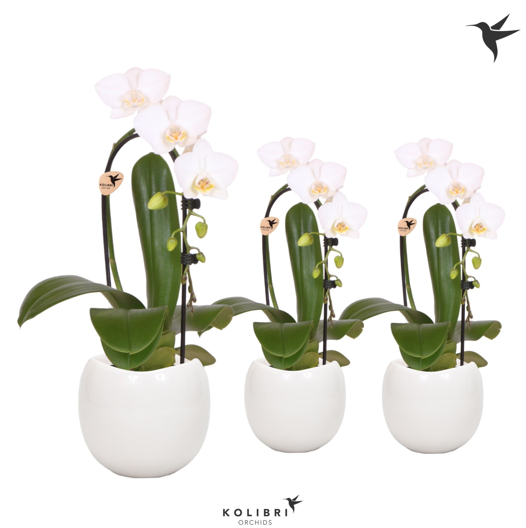Kolibri Orchids Niagara fall white 1 spike in Bowl pot, D 9 cm