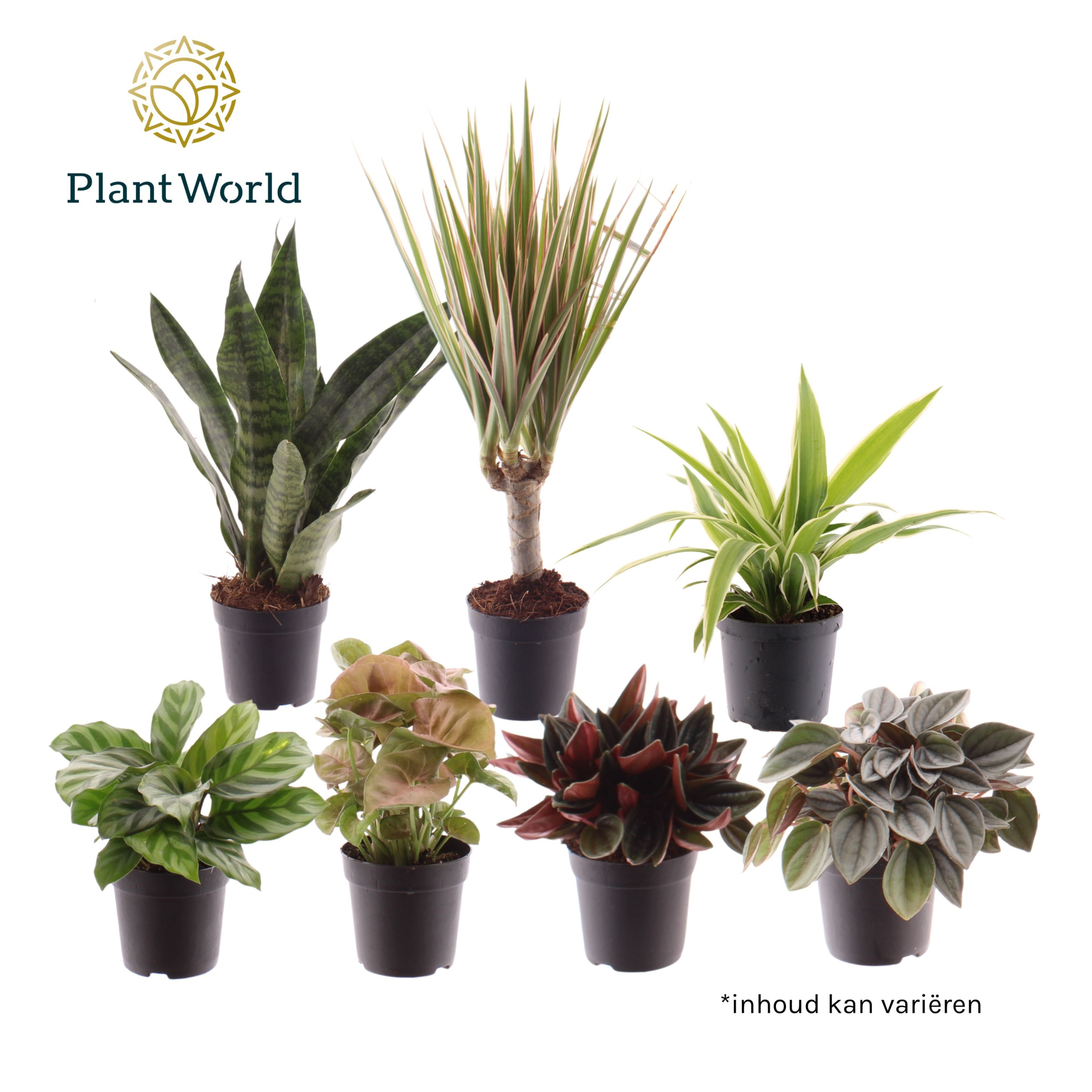 Keen on Green mix Colorado 7 cm, D 7 cm