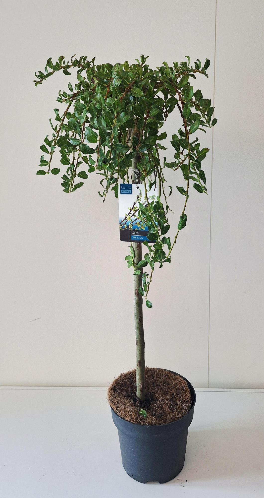 Salix Arbuscula stam 60, D 19 cm