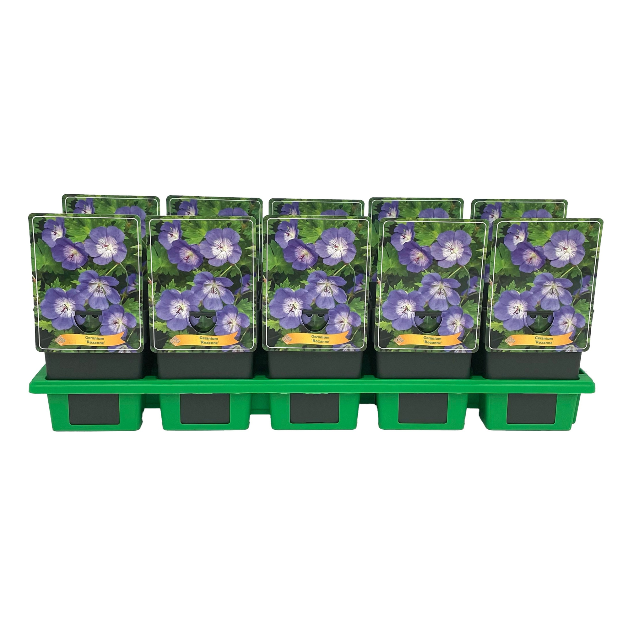 Geranium hybride 'Rozanne' P11, D 11 cm
