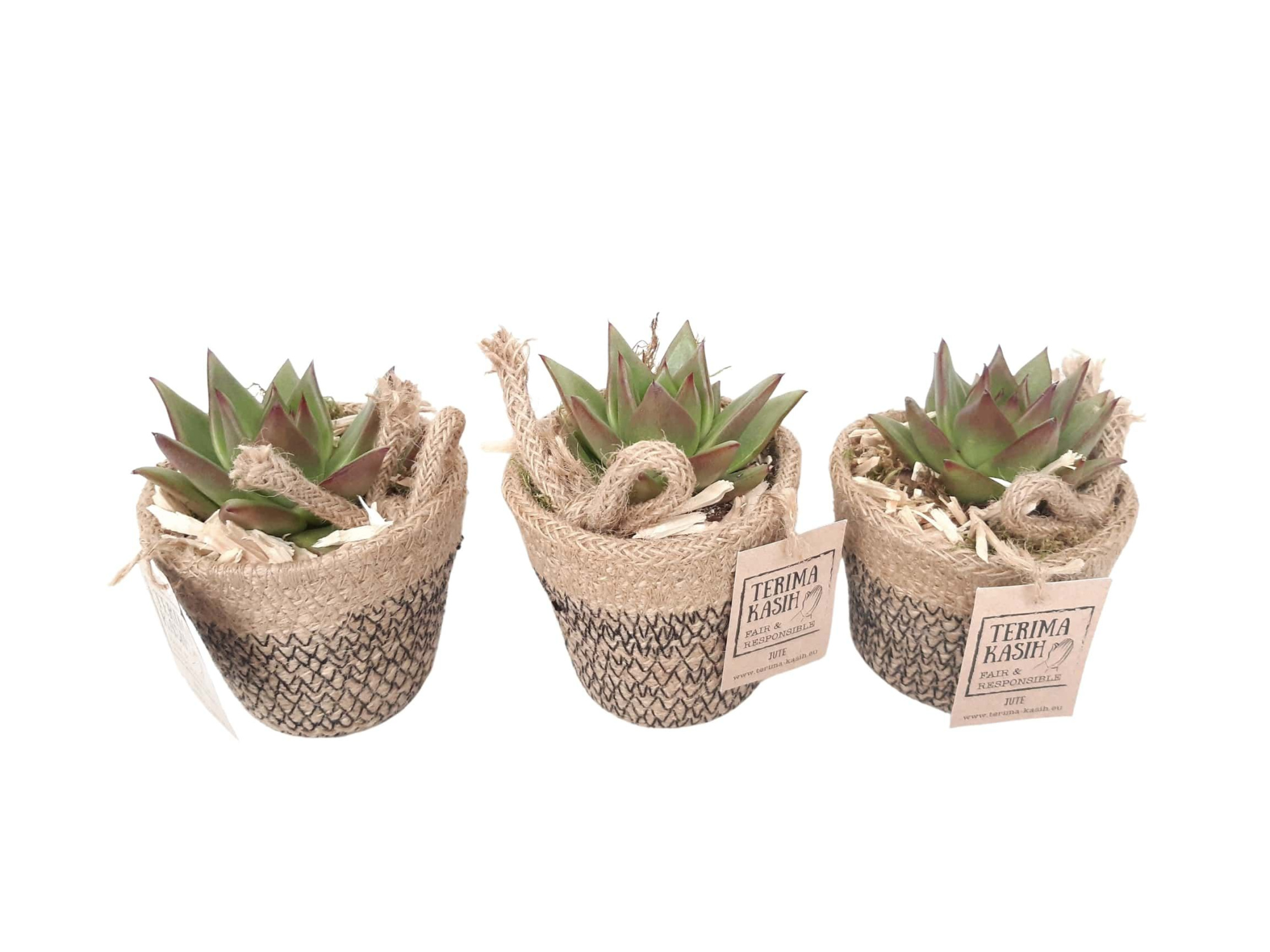 JM8ECH mini Jute Mandje Echeveria + deco 8cm, D 8 cm