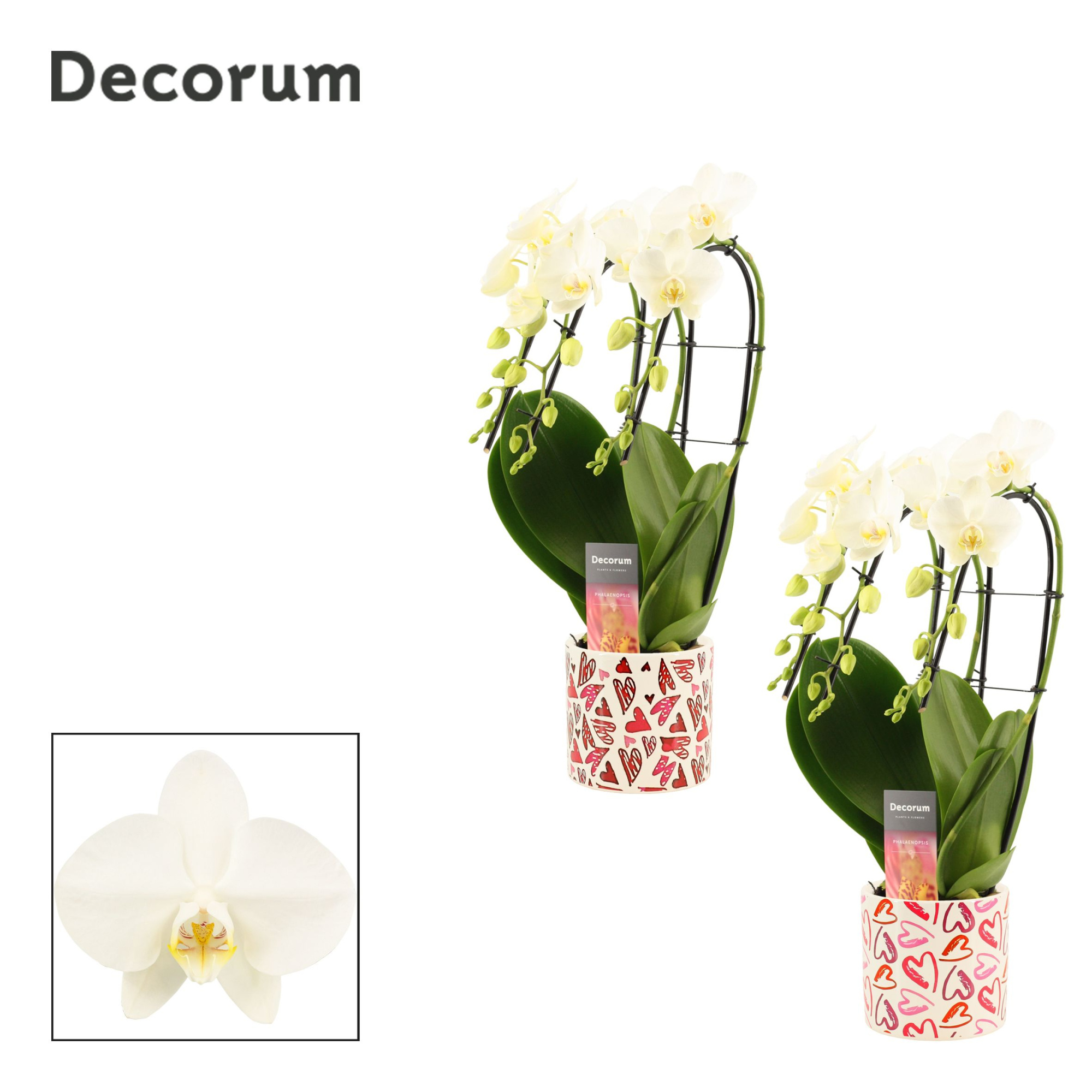 Phalaenopsis triple cascade wit in Julia (Deco-collection), D 12