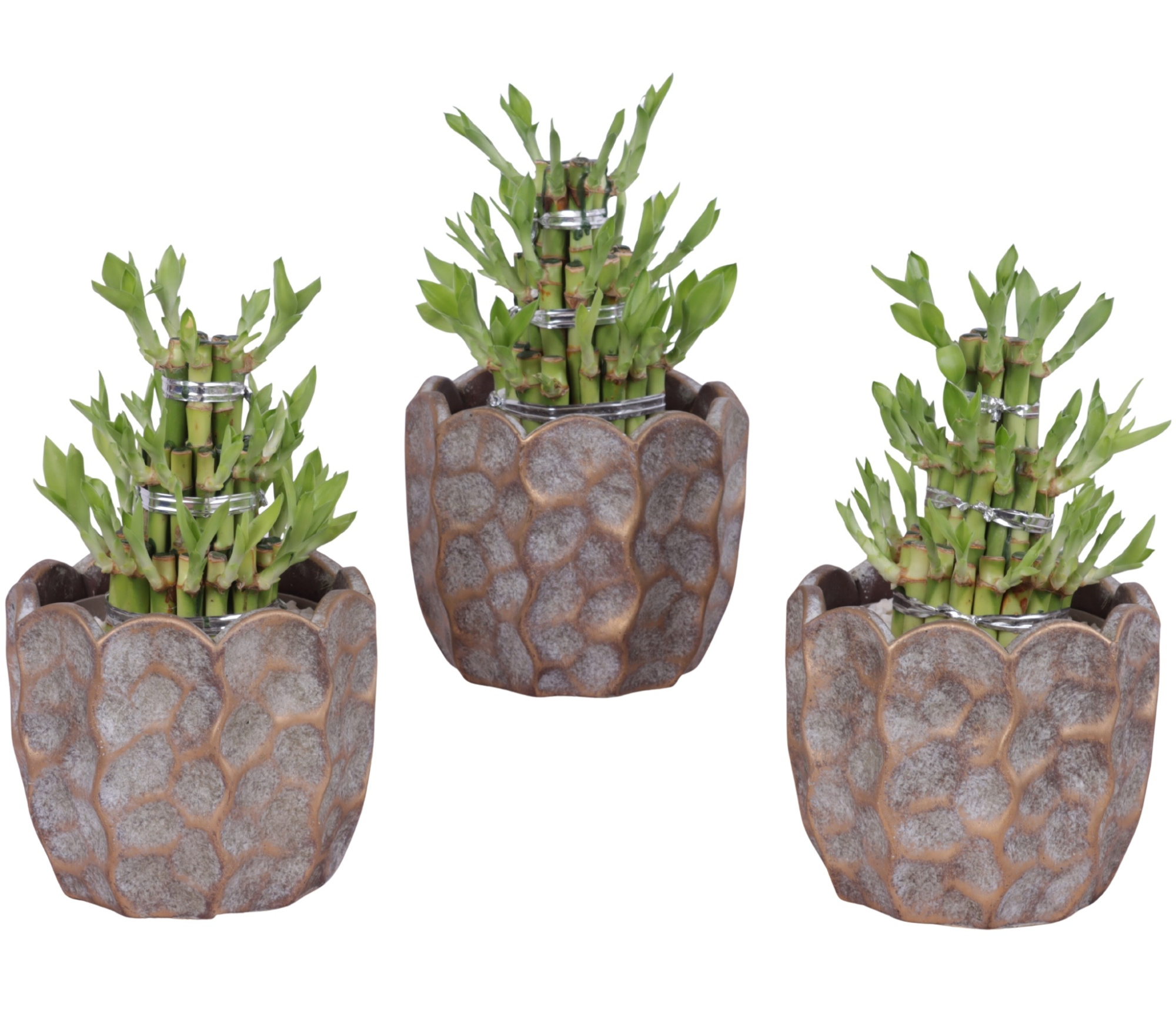 Lucky Bamboo Shape Round 3S Ø15cm Ceramic PL670, D 15