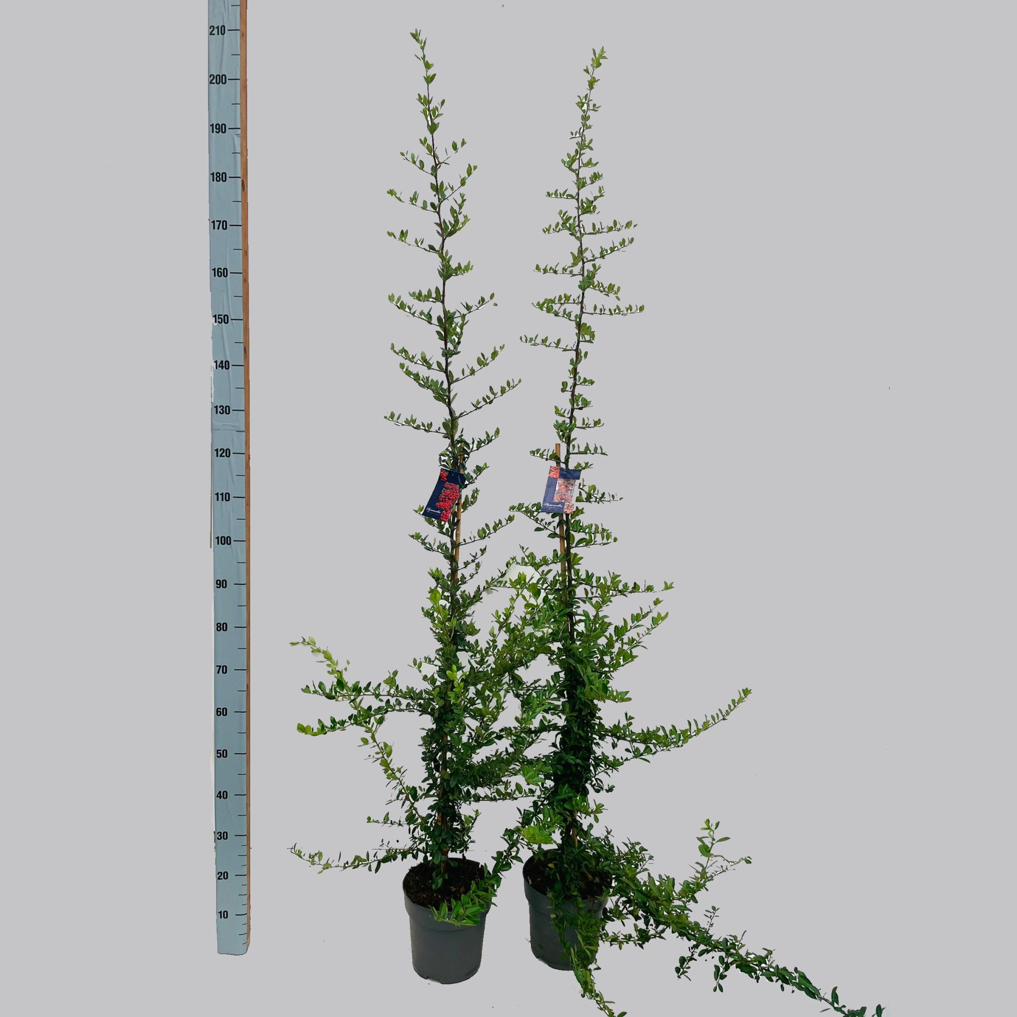 Pyracantha soorten 23/C5, D 23 cm