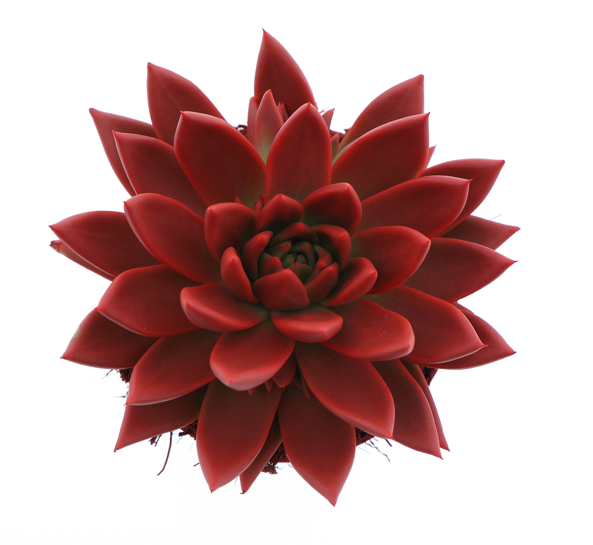 Rainbow red, D 12 cm