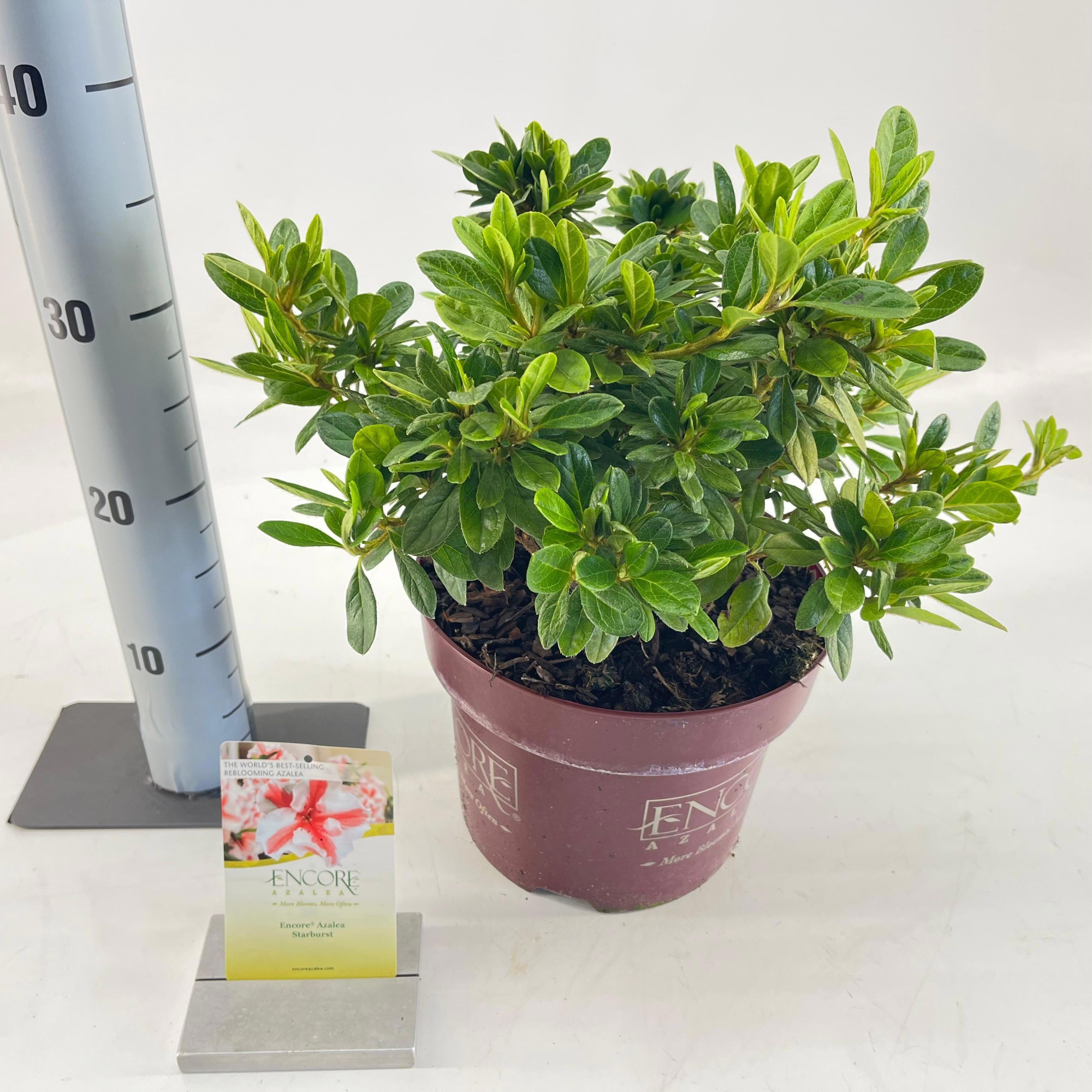 Rhododendron ENCORE® Autumn Starburst ('Robleze'PBR), D 23 cm