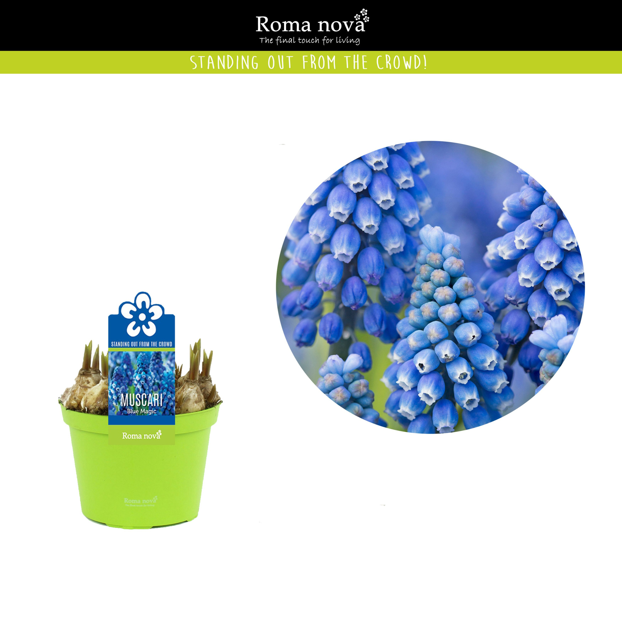 Muscari Blue Magic 12cm, D 12
