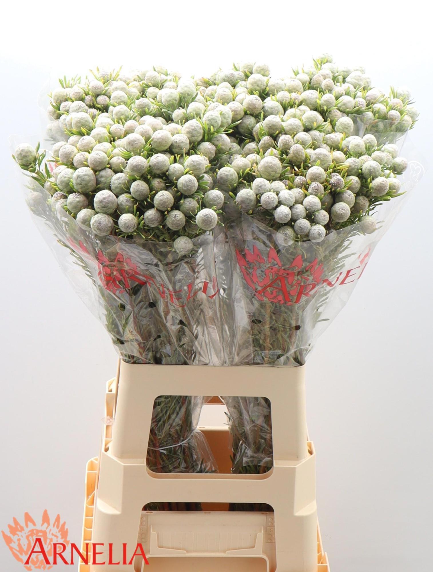 Леукадендрон Джейд Перл Спрей 70, шт.