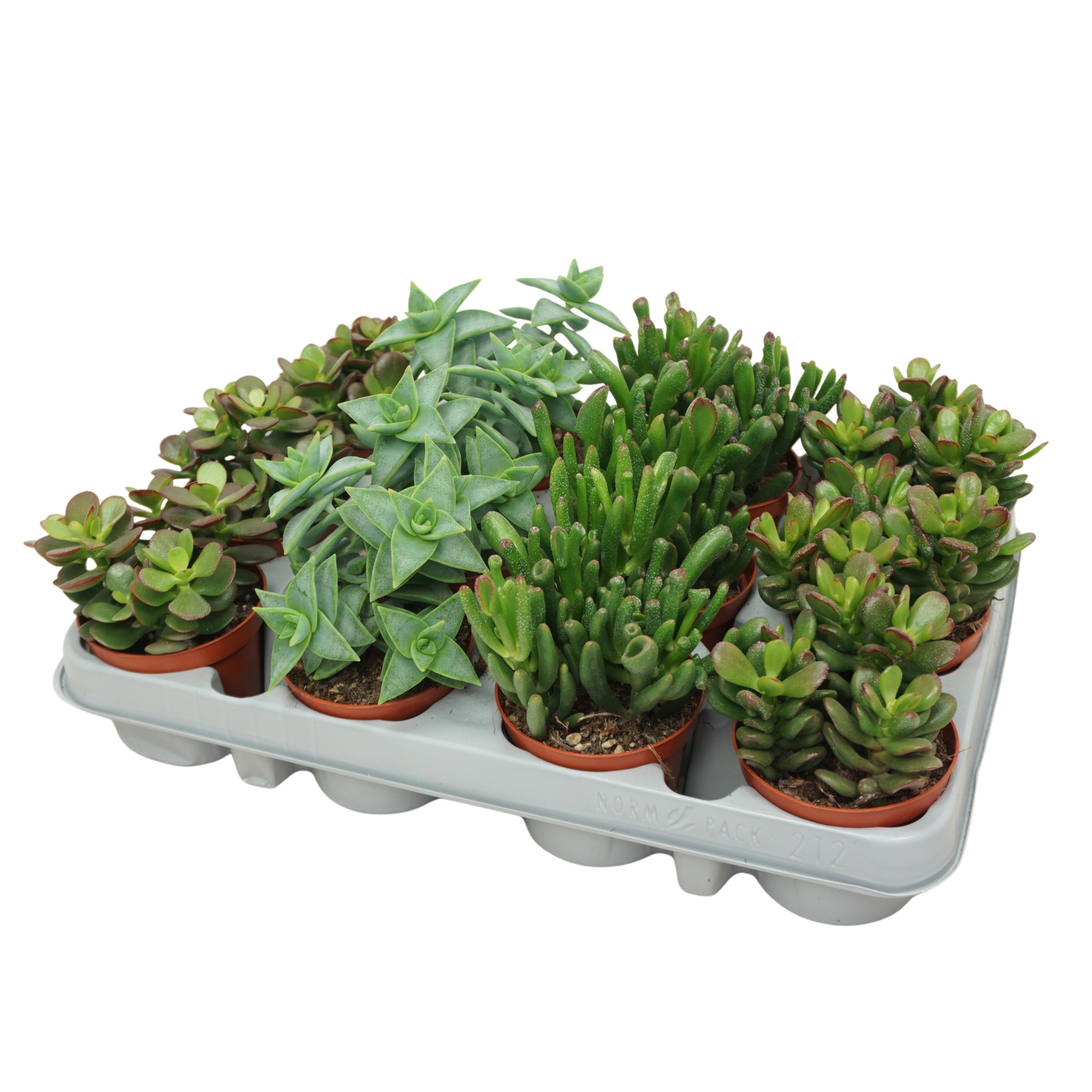 Crassula mix 8,5 cm in 12 gaats tray, D 8,5 cm