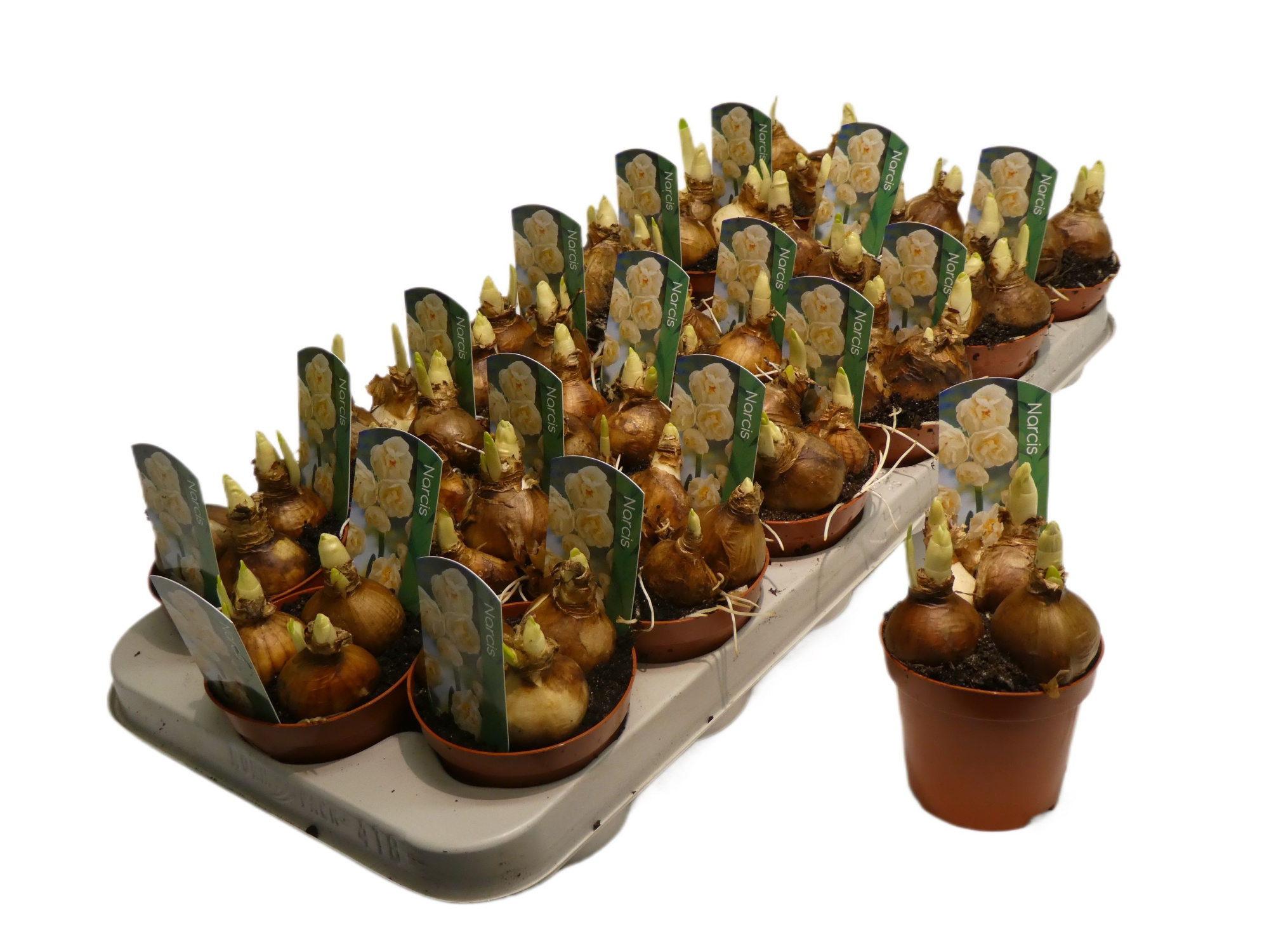 Narcissus Tazetta Grp 'Abba', D 9