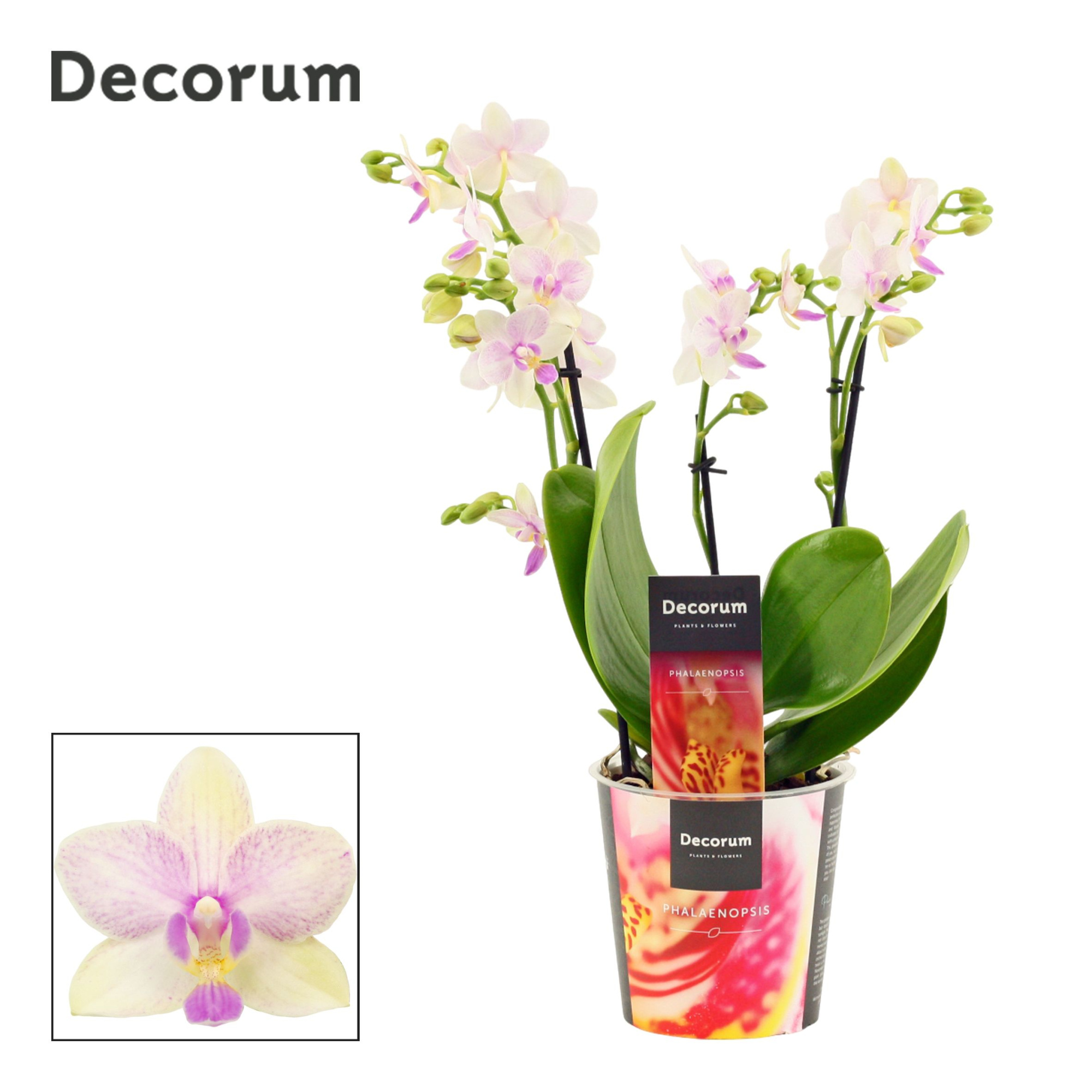 Phalaenopsis dazzling Blossom bliss 3-4 tak (Decorum), D 12 cm