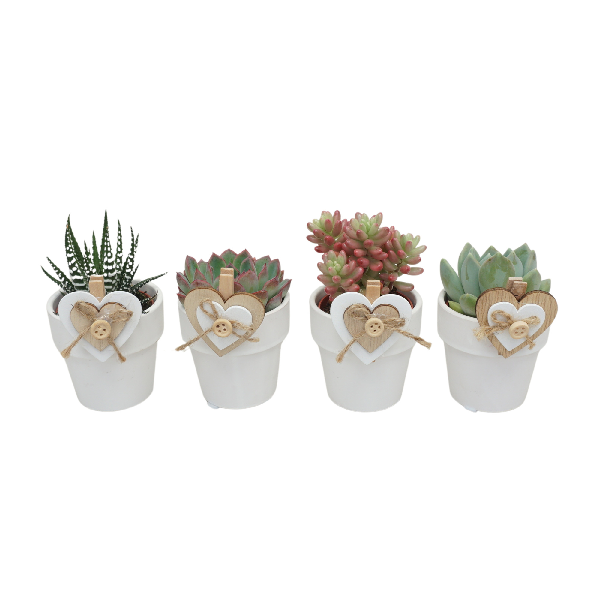 Succulent mix in 6 cm 'Wit Kraagpotje' met Clip Double Heart, D 5,5