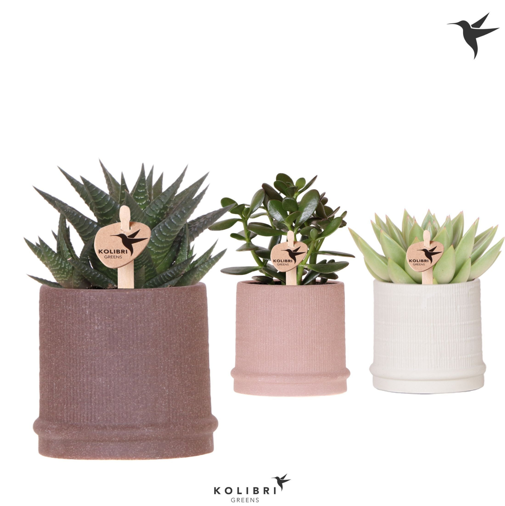 Kolibri Greens Succulenten mix in Bali pot mix, D 9 cm