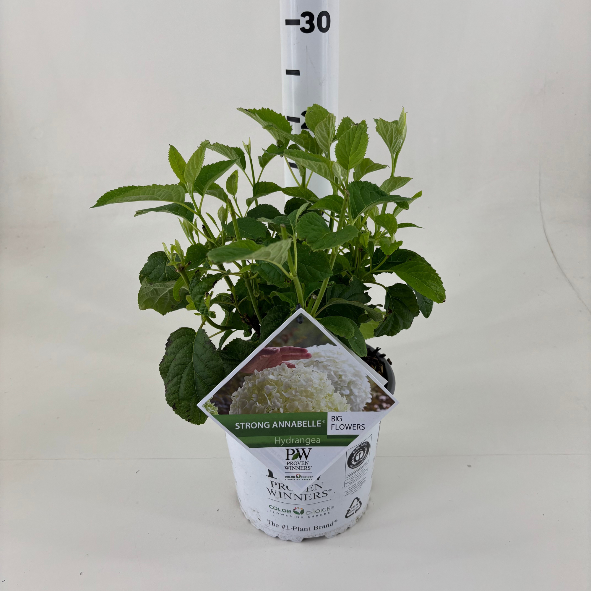 Hydrangea arb. 'ABETWO' Strong Annabelle ®, D 19 cm