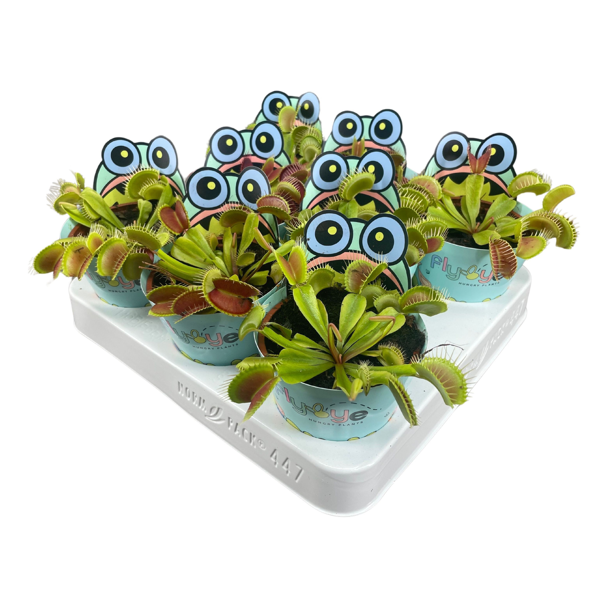 Dionaea muscipula 8,5 cm in Flybye potcover, D 8,5 cm