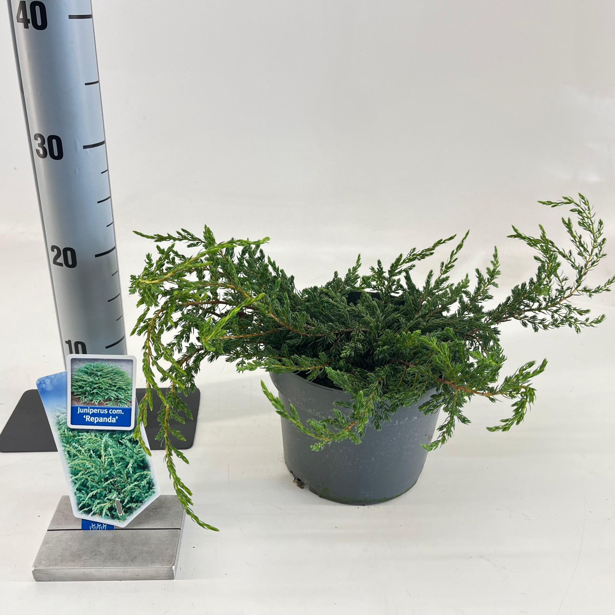 Juniperus comm. 'Repanda', D 19