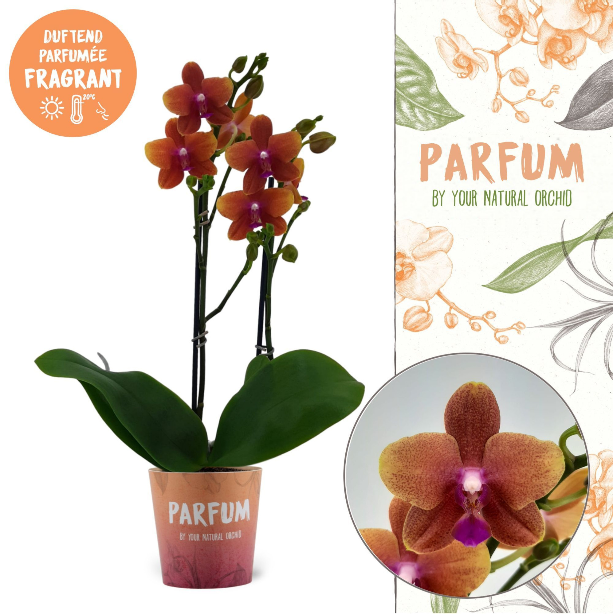 Parfum| Bolgheri | Phalaenopsis 2 spike, D 12 cm