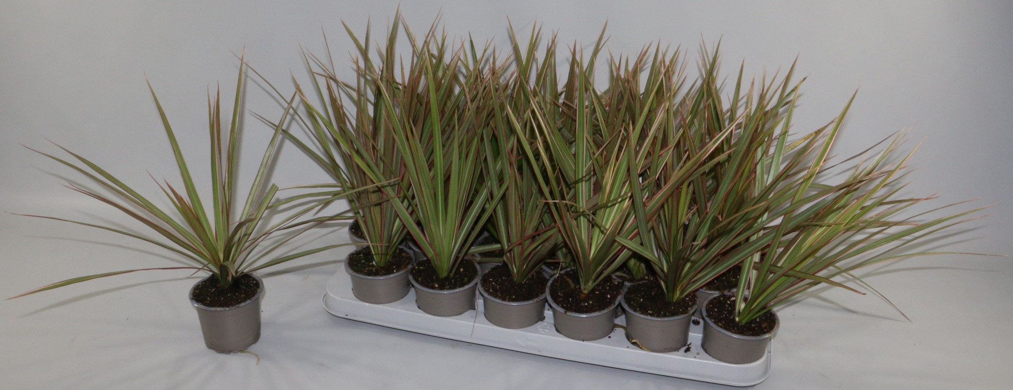 Dracaena Bicolor, D 9 cm