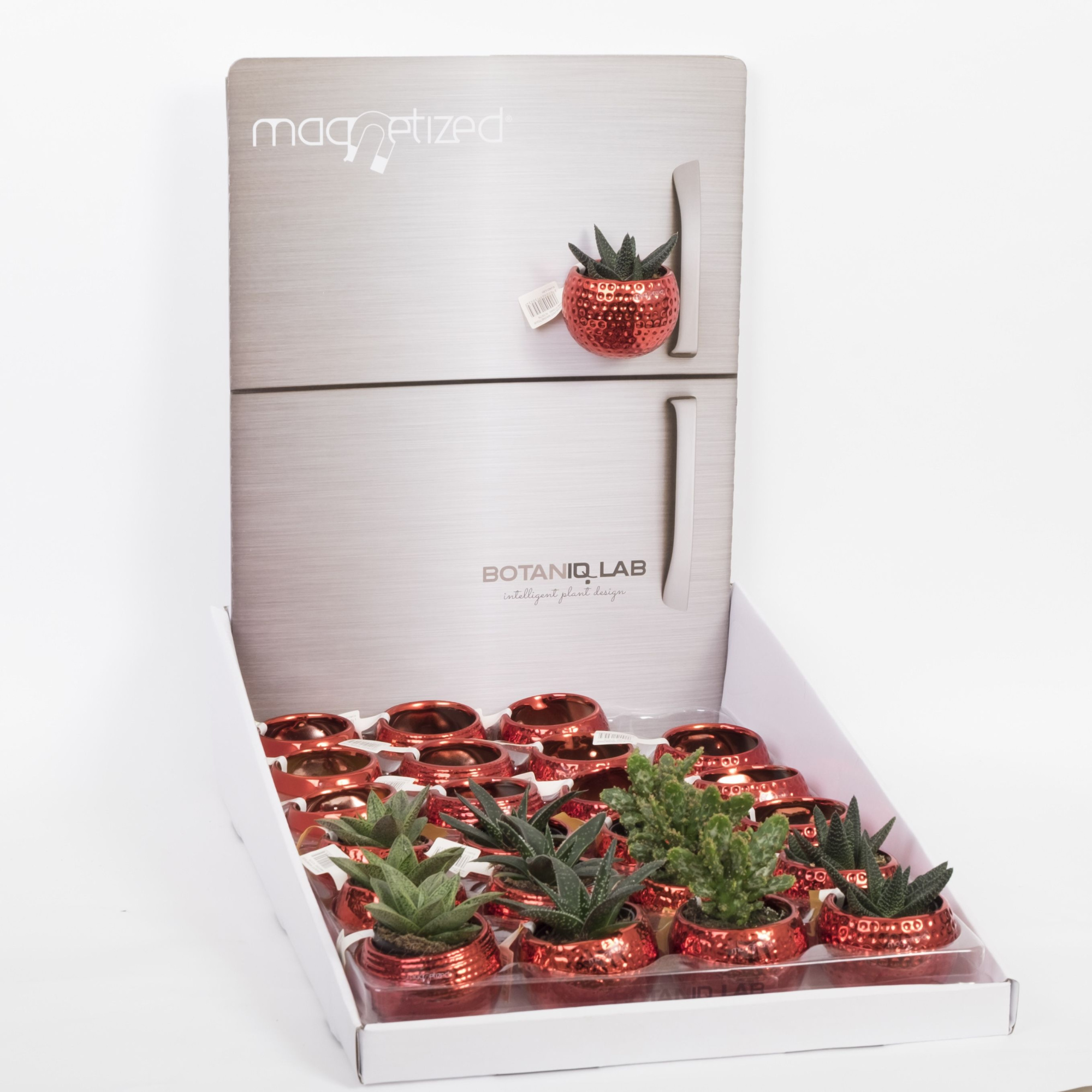 Magnetized Metallic Red mix in Display with Succulent mix, D 6 cm